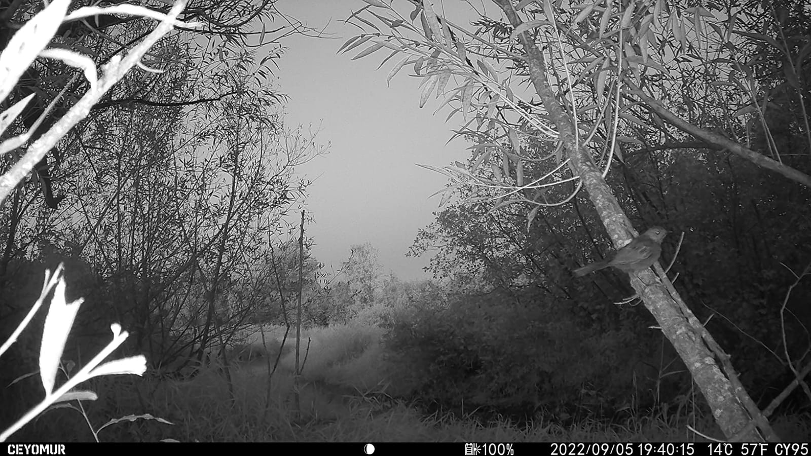 Trail Camera Viewer, Game Camera SD Card Reader for Hunters to View Images and Videos for iPhone 15 or Later and Android (USB-C) customer photo 2