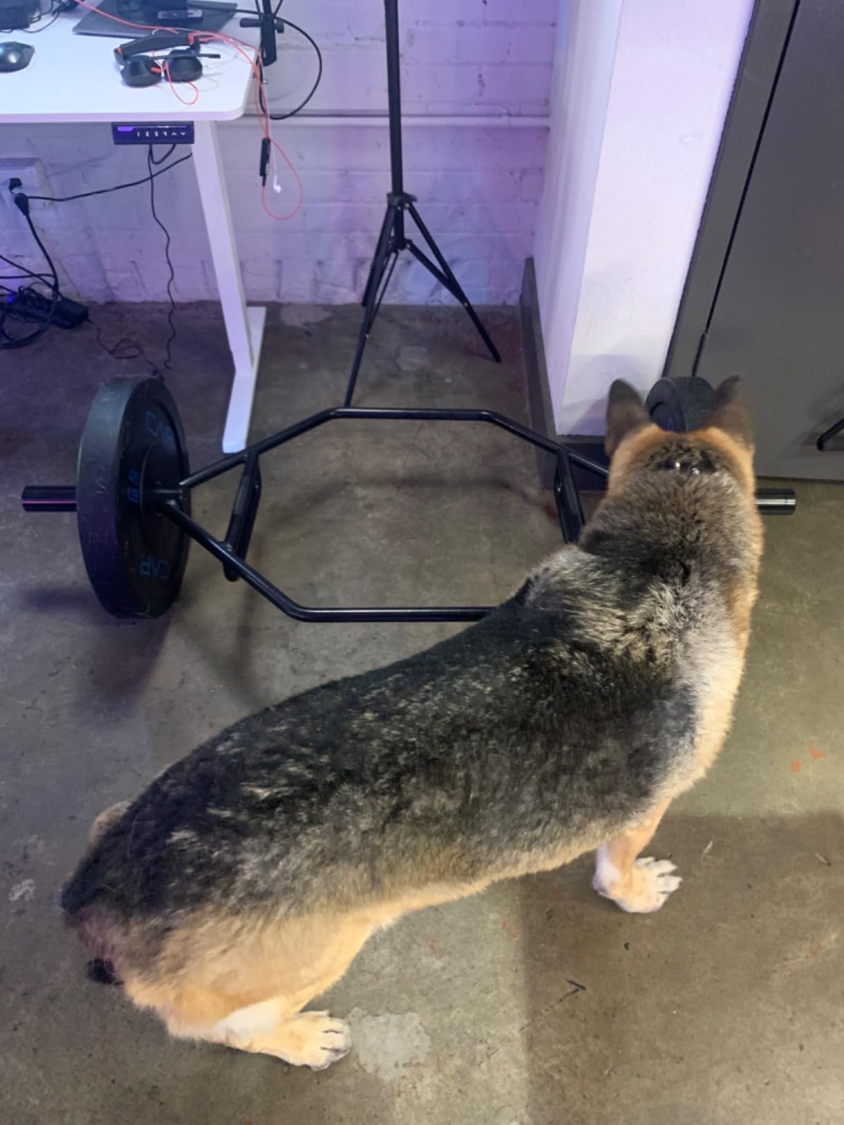 CAP Olympic Trap Bar | Heavy-Duty Hex Shrug & Deadlift Weight Bar customer photo 2