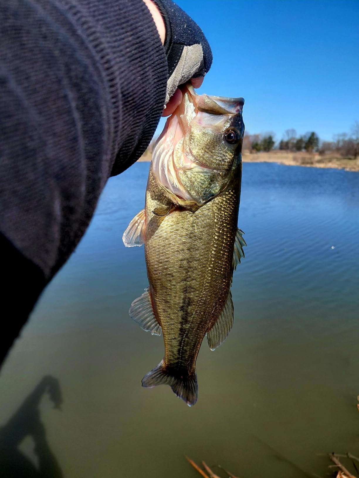 Rapala CrushCity Mayor Soft Plastic Paddle Tail Swimbait, Strong Kicking Action for Swim Jigs & Underspins, Bass, Redfish, Trout, Snook, Walleye & More customer photo 1