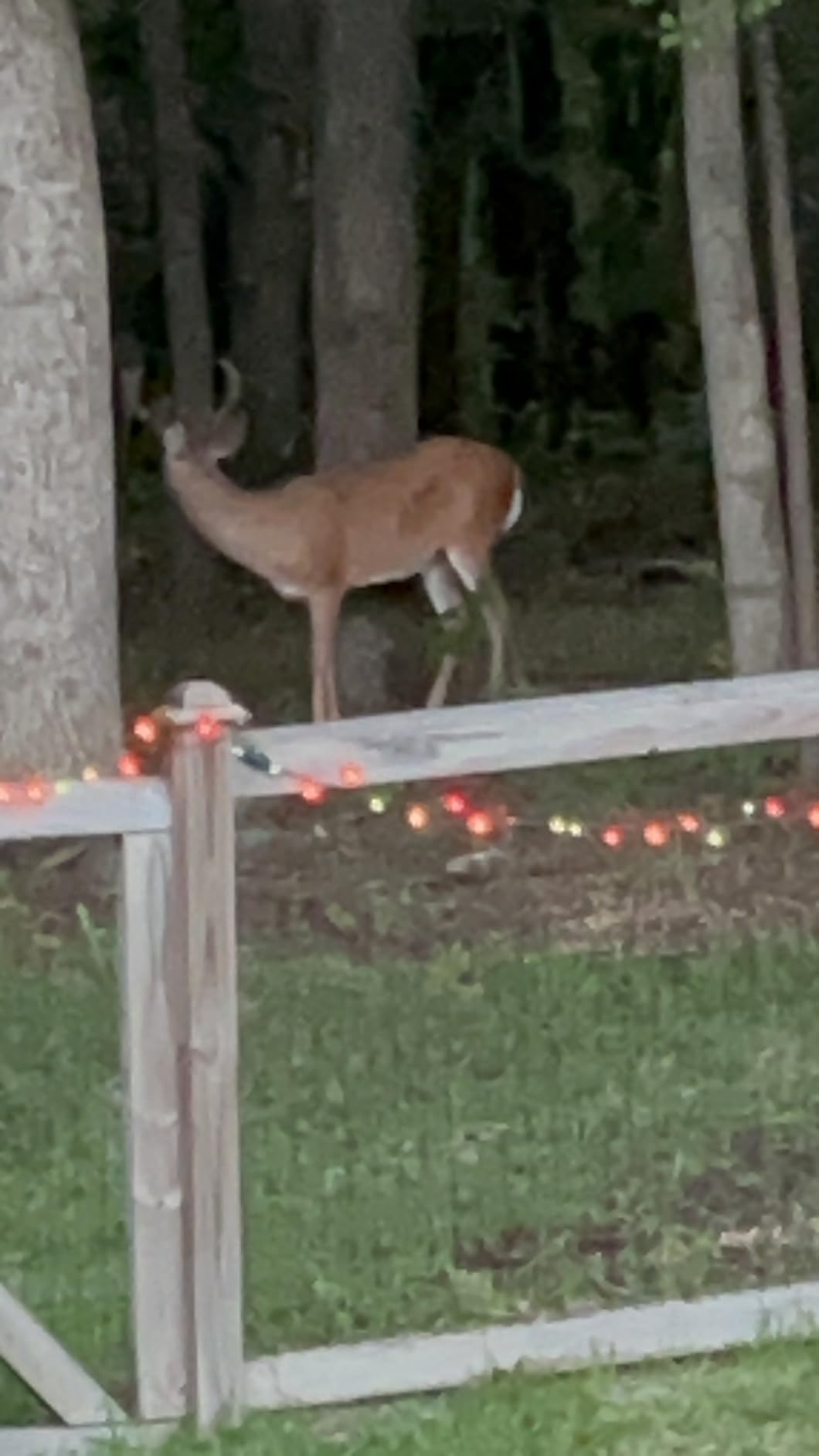 Moultrie 200 Lb Tripod Deer Feeder - Bluetooth App Control customer photo 1