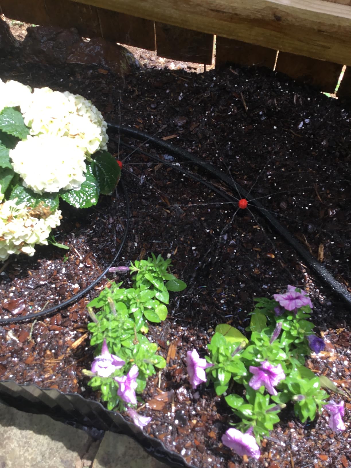 Push-to-Connect Drip Irrigation System Kit, 2-Zone Garden Watering System with 50FT 1/2