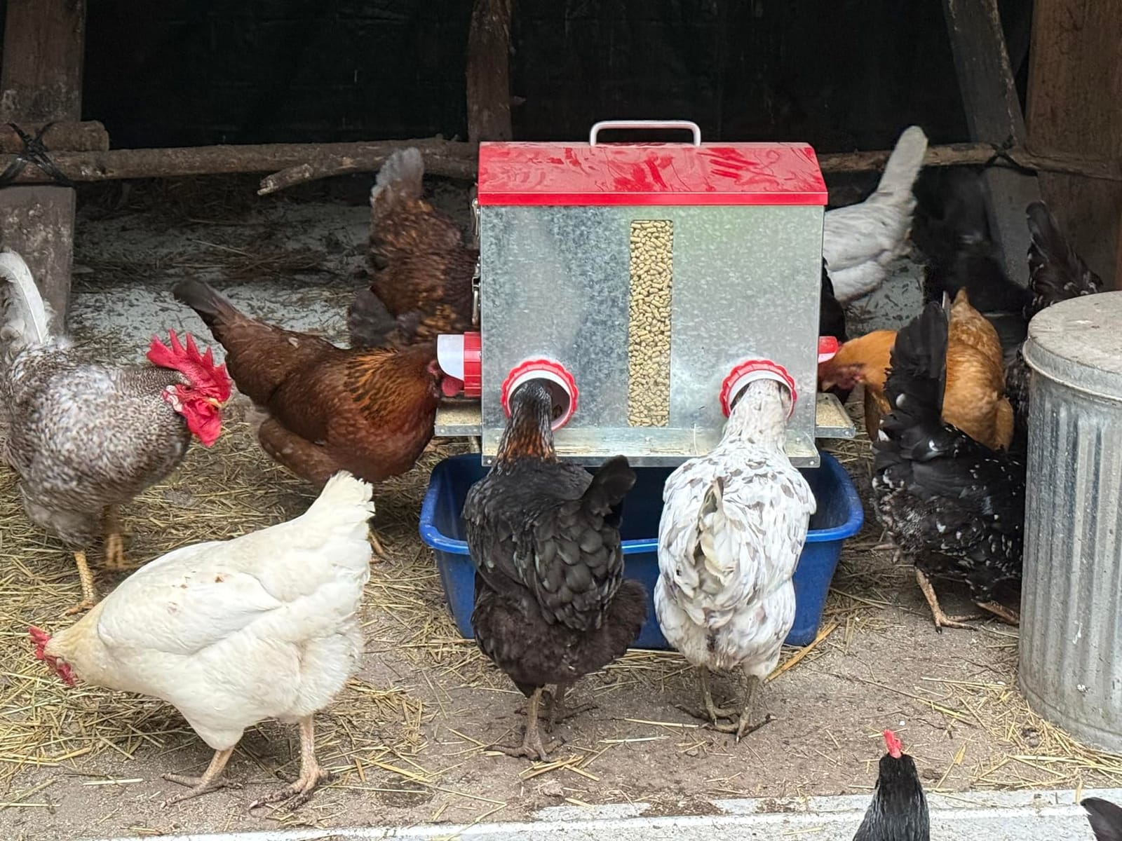 Pawaboo 55LBS Large Capacity Automatic Chicken Feeder | 2026 Upgraded No Waste Poultry Feeder, 7 Feeding Ports, Viewable Feed Level Window customer photo 1