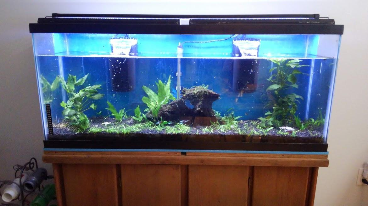 Tetra Whisper 170 GPH Internal Power Aquarium Filter customer photo 2