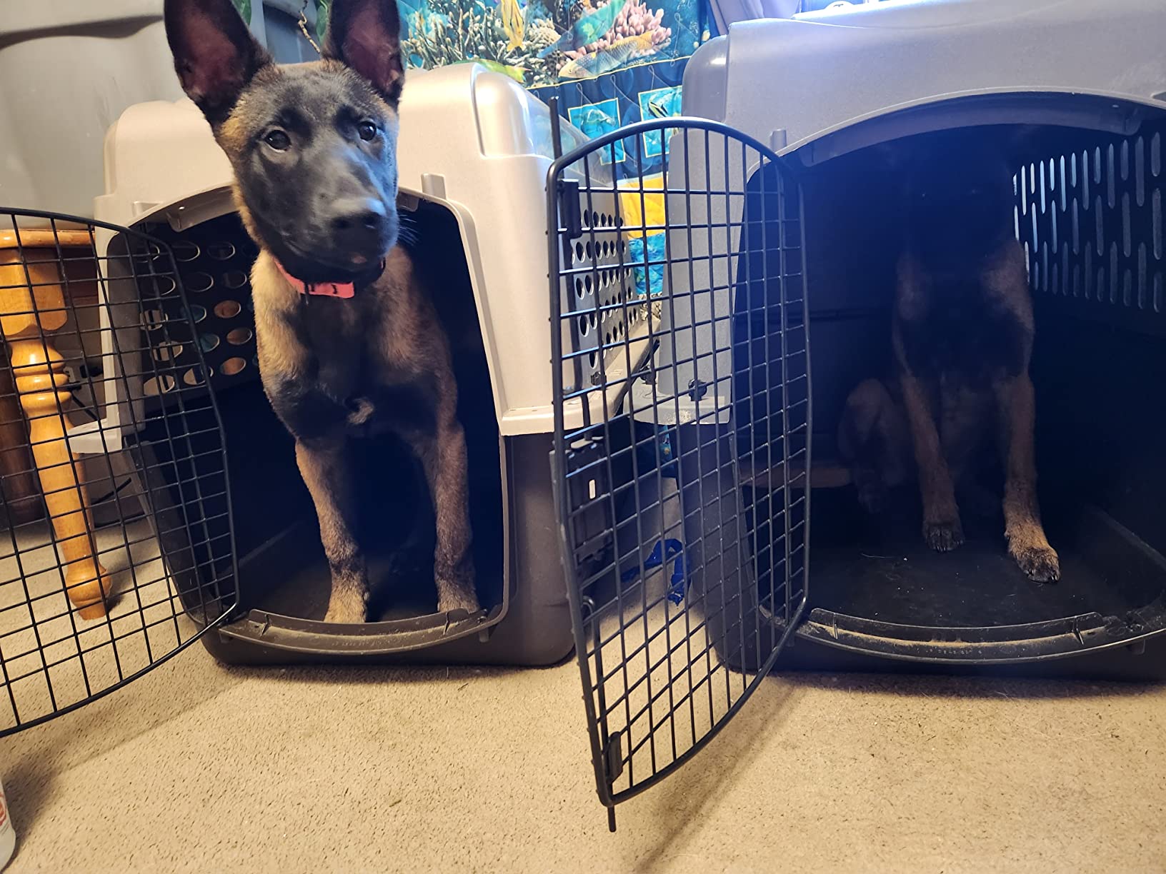 Petmate Large Breeds Dog Kennel, Dark Gray and Black customer photo 1