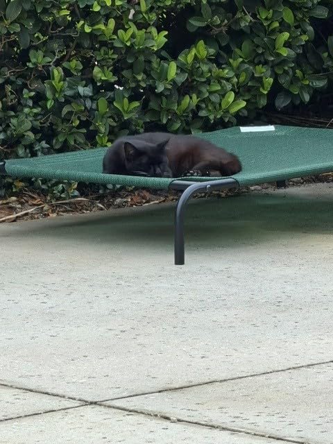 Gale Pacific Coolaroo The Original Cooling Elevated Dog Bed, Indoor and Outdoor, Large, Brunswick Green, 51.00