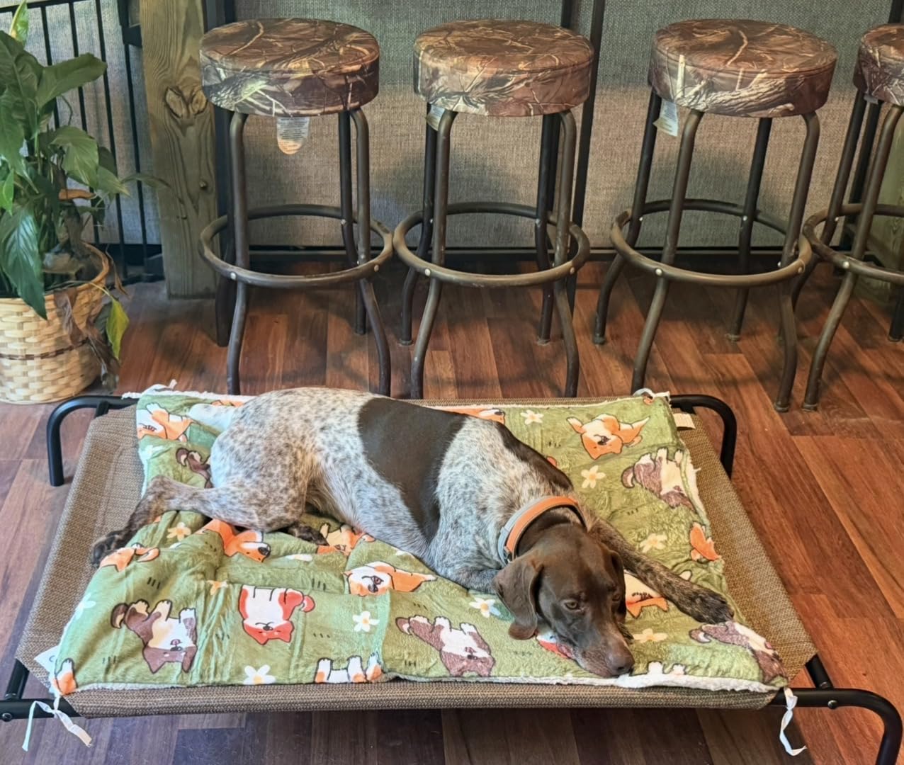 Gale Pacific Coolaroo The Original Cooling Elevated Dog Bed, Indoor and Outdoor, Large, Brunswick Green, 51.00