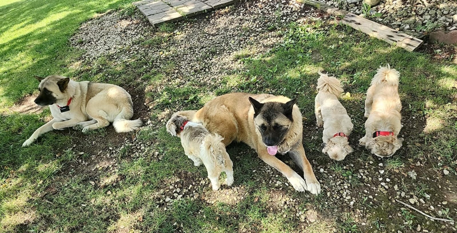 PetSafe Stubborn Dog In-Ground Fence Collar customer photo 1