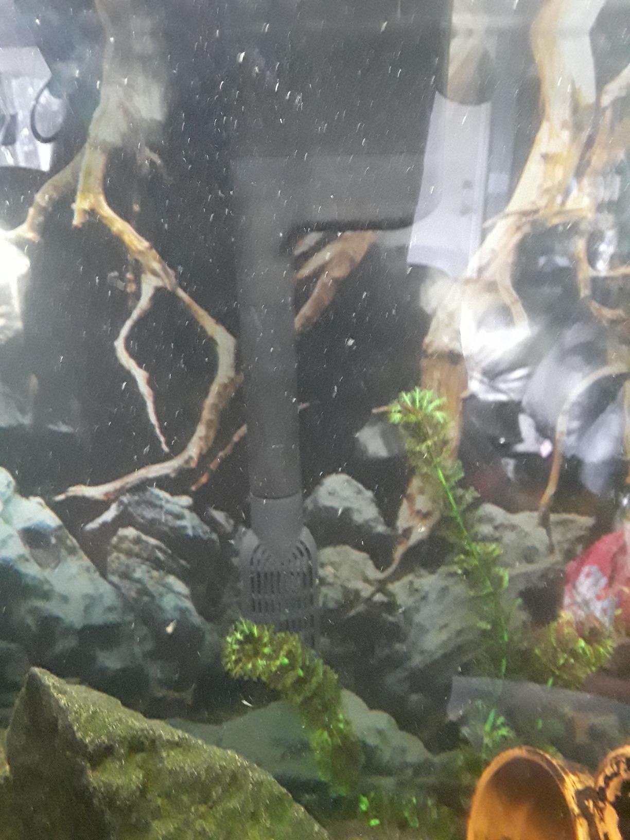 Tetra Whisper EX 70 Filter For 45 To 70 Gallon aquariums, Silent Multi-Stage Filtration customer photo 1