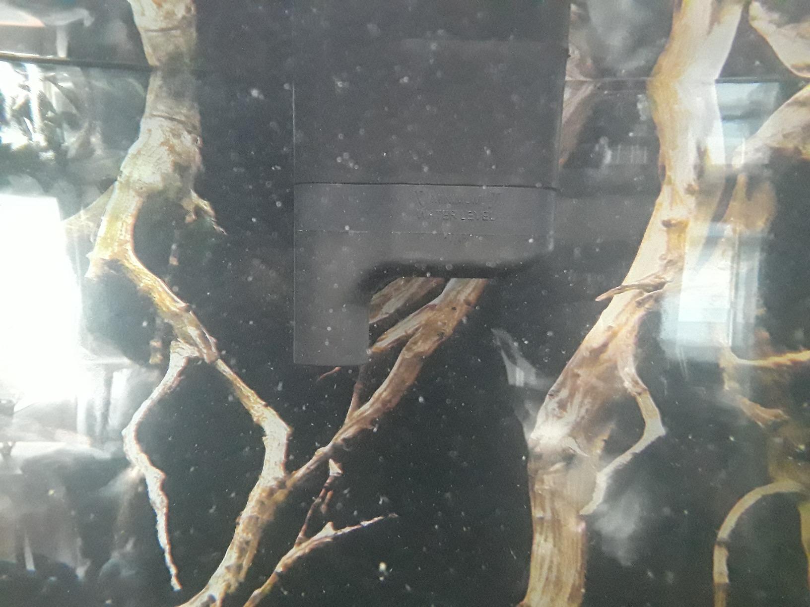 Tetra Whisper EX 70 Filter For 45 To 70 Gallon aquariums, Silent Multi-Stage Filtration customer photo 2