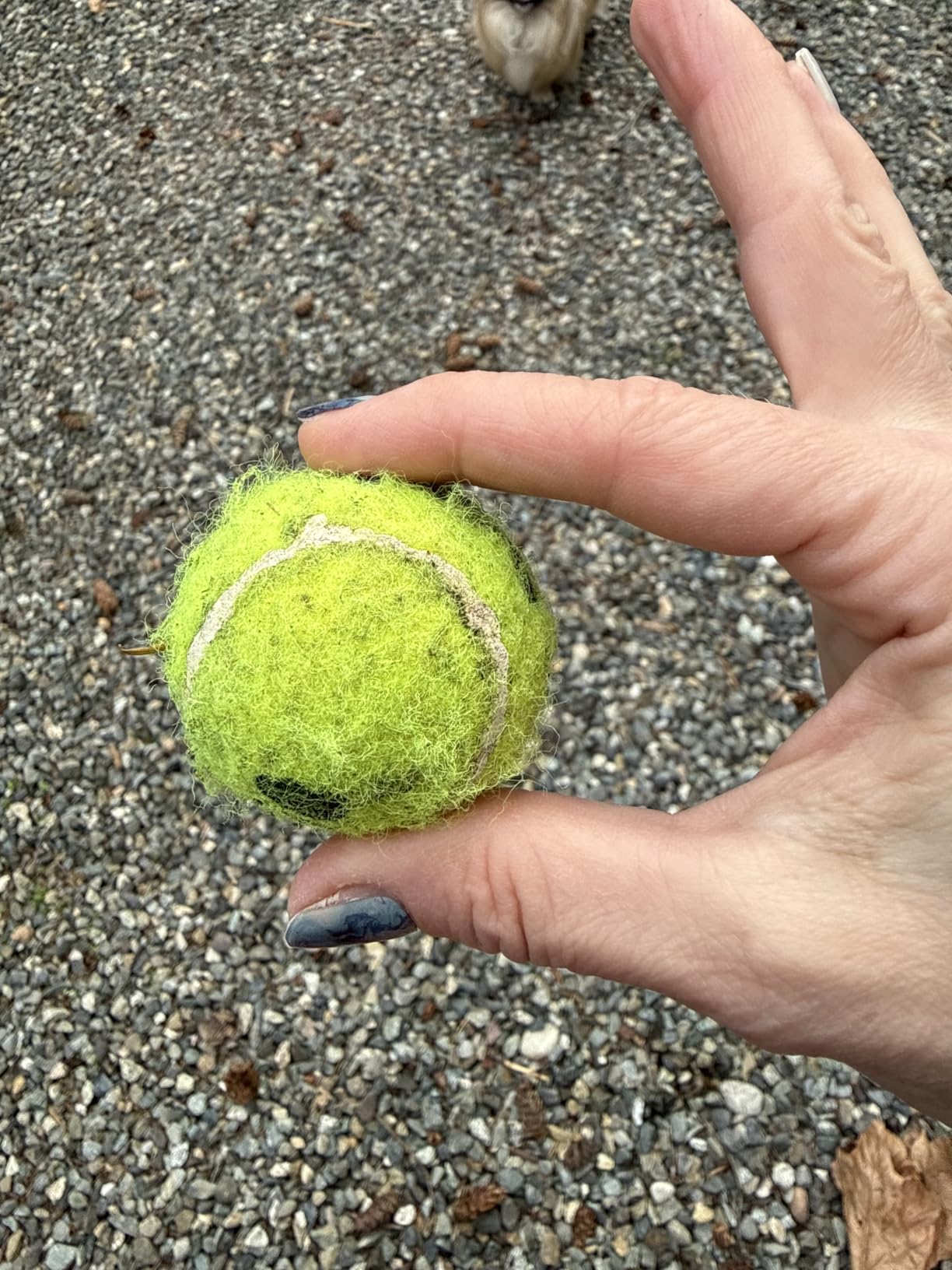 Chuckit! Sport 14S Manual Ball Launcher for Small Dogs customer photo 1