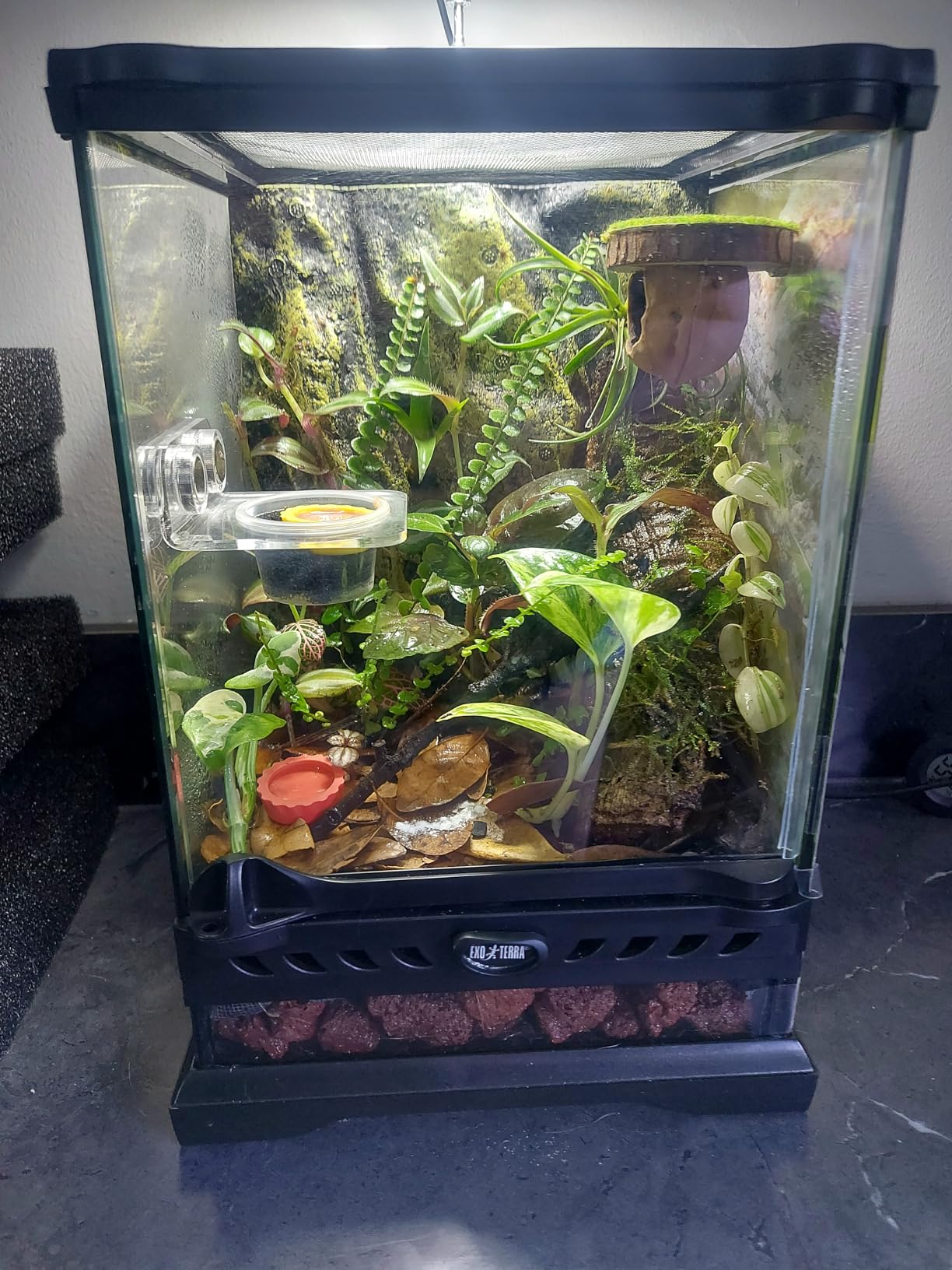 Exo Terra Glass Nano Terrarium Kit, 8 x 8 x 12 Inches | For Reptiles and Amphibians customer photo 1