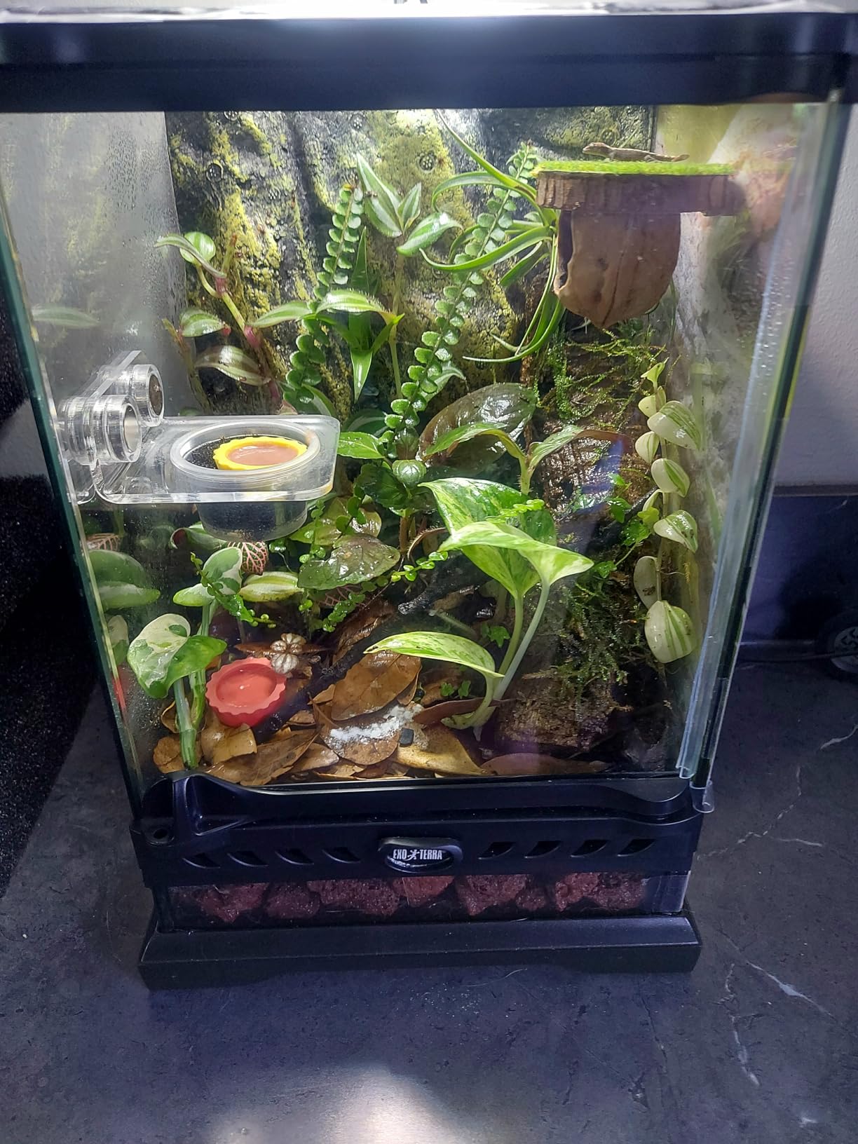 Exo Terra Glass Nano Terrarium Kit, 8 x 8 x 12 Inches | For Reptiles and Amphibians customer photo 2