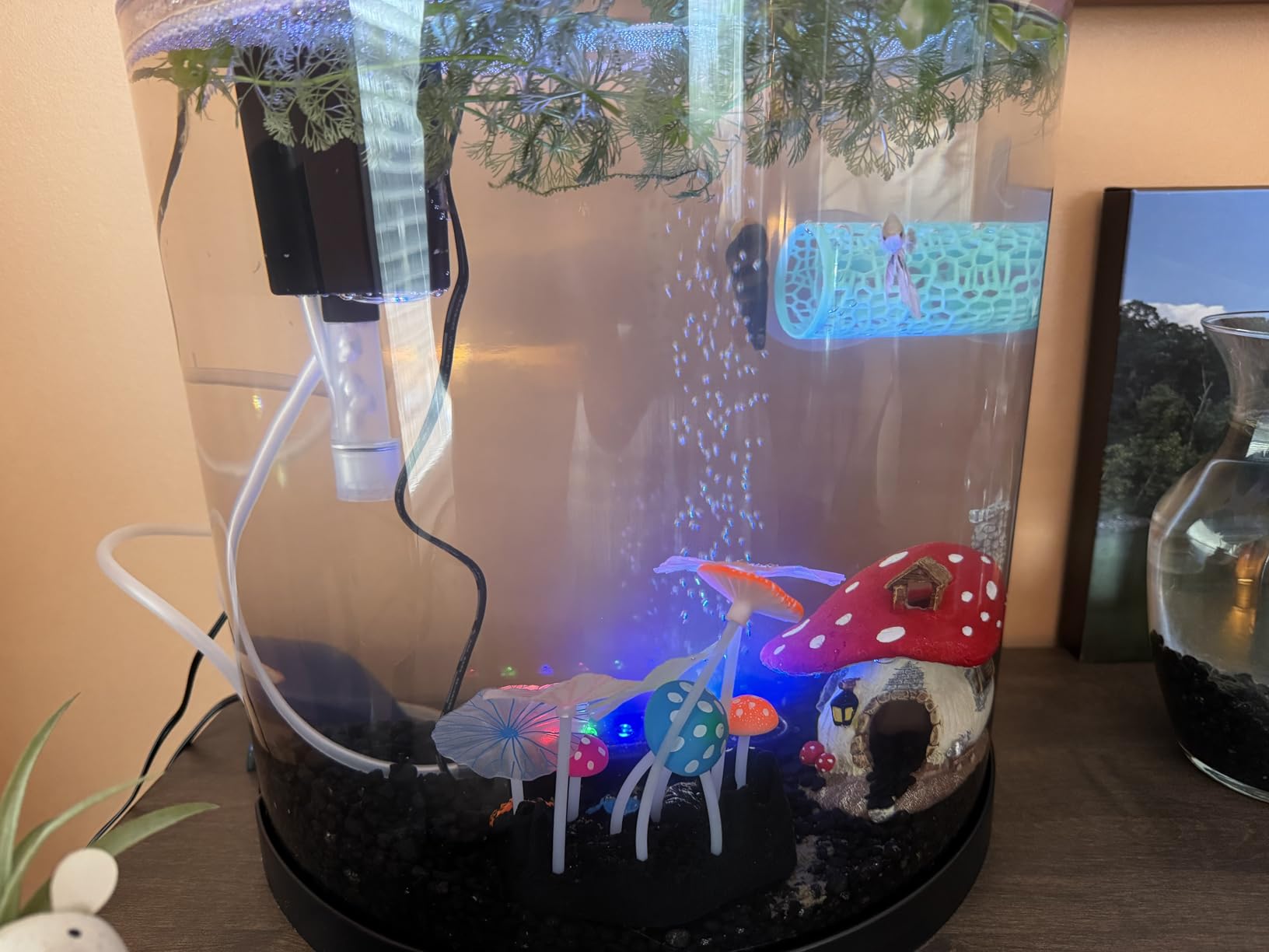 Tetra Half-Moon 3 Gallon Starter Fish Tank Kit | Aquarium Kit Includes Bubbling LED Air Stone, 3 Gallon Acrylic Tank, Filter & Cartridge, Air Pump, For Small Freshwater Fish customer photo 2