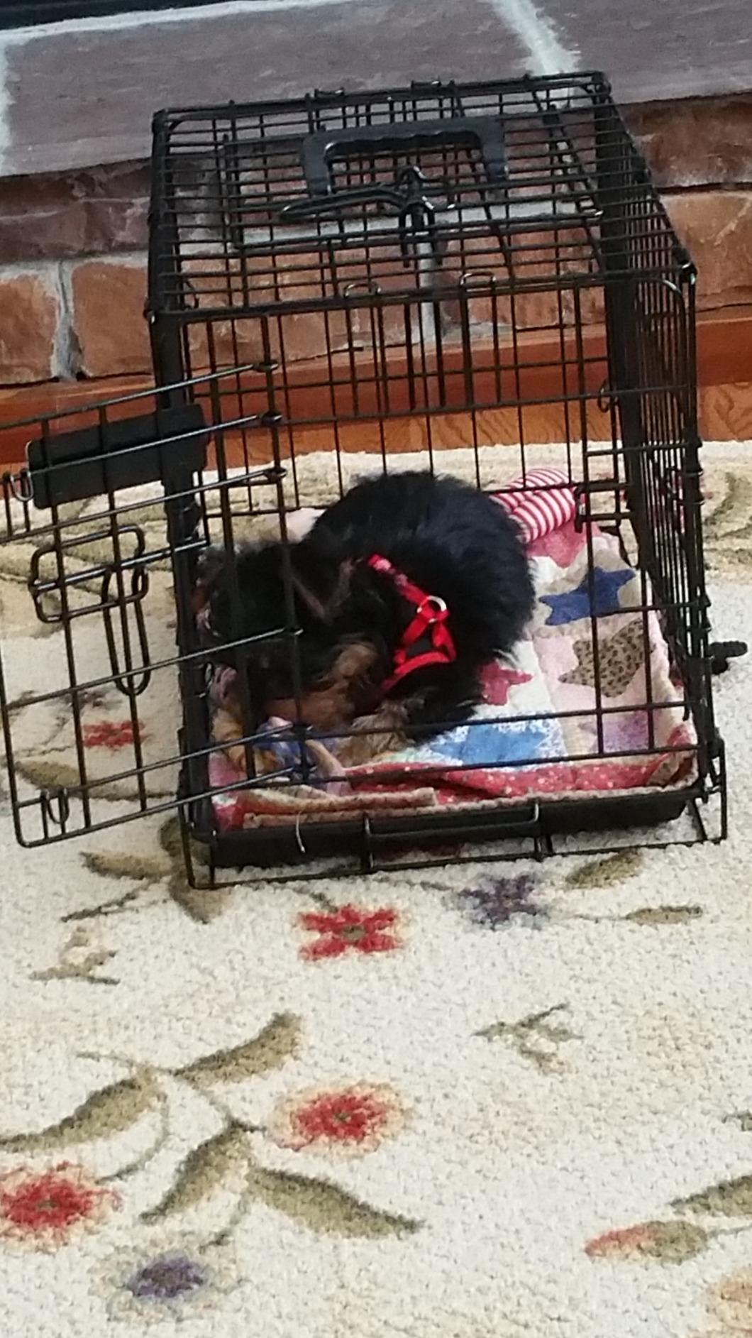 Precision Pet Two-Door Provalue Wire Dog Crate, 36in, for Pets 50-70lbs customer photo 2