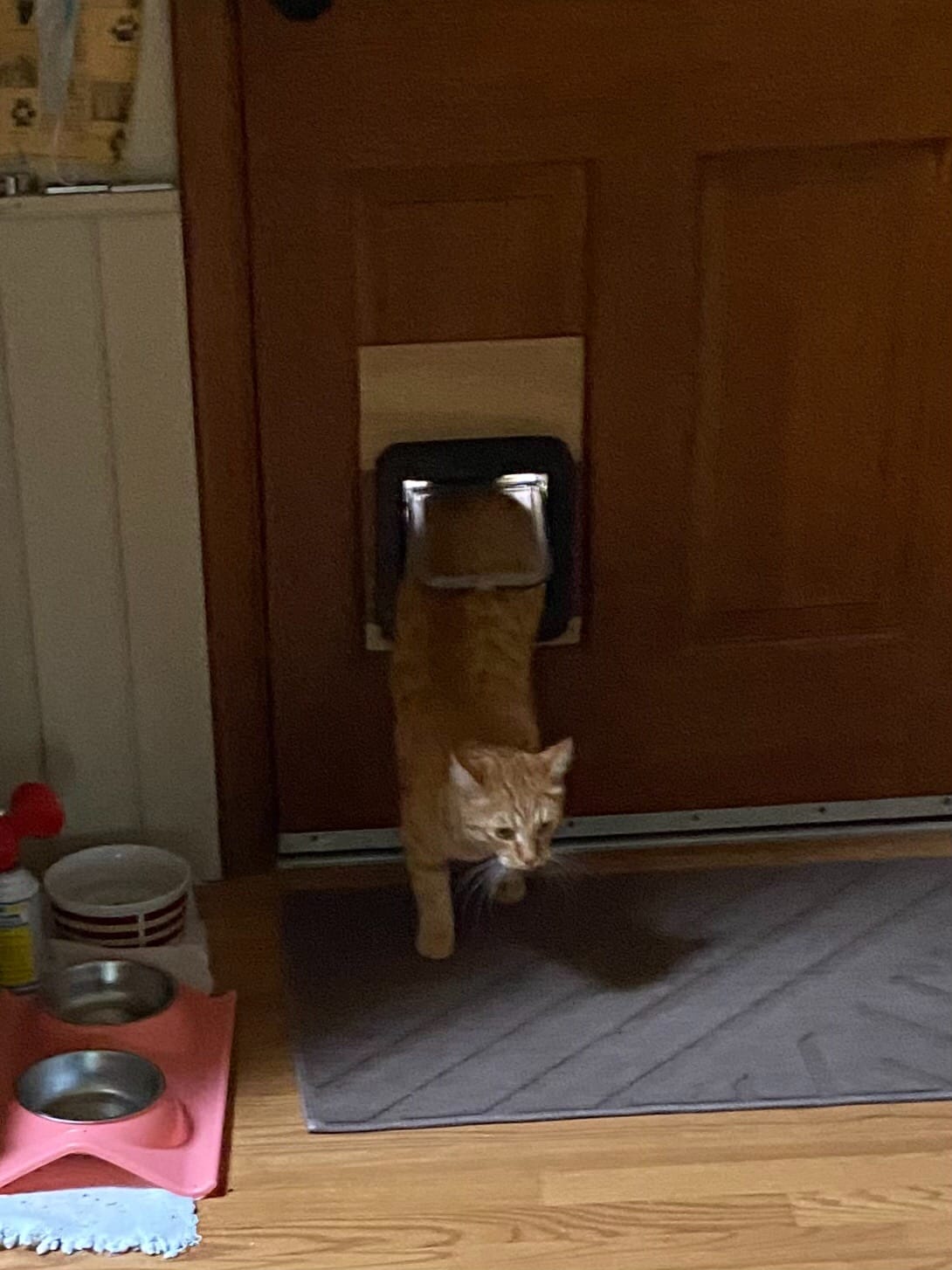 SureFlap Microchip Cat Flap customer photo 2
