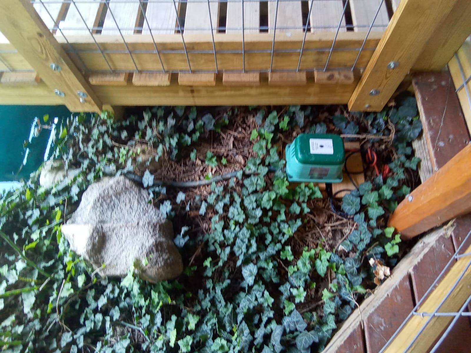 HIBLOW HP-80 Pond Aerator/Septic Linear Air Pump customer photo 2