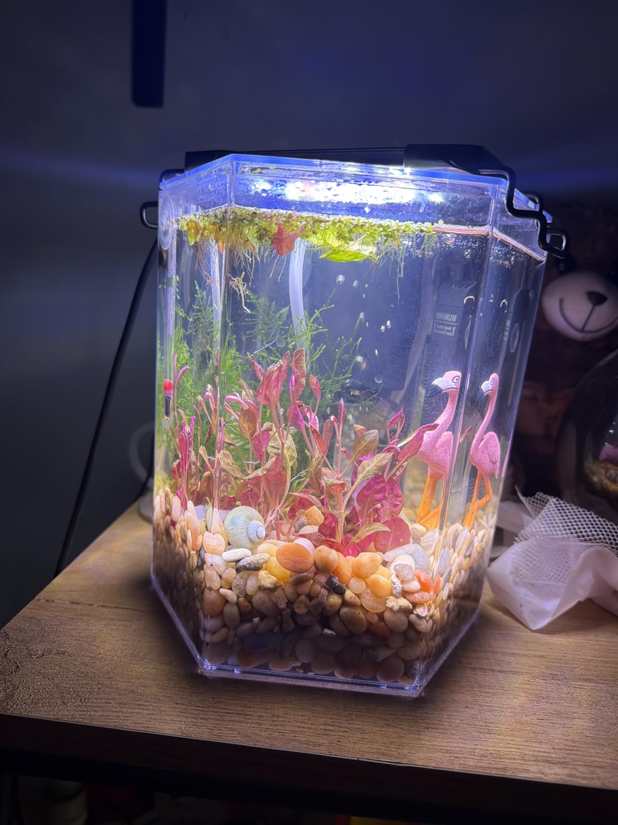 Tetra Starter 1 Gallon Small Fish Tank Kit for Freshwater Fish customer photo 2