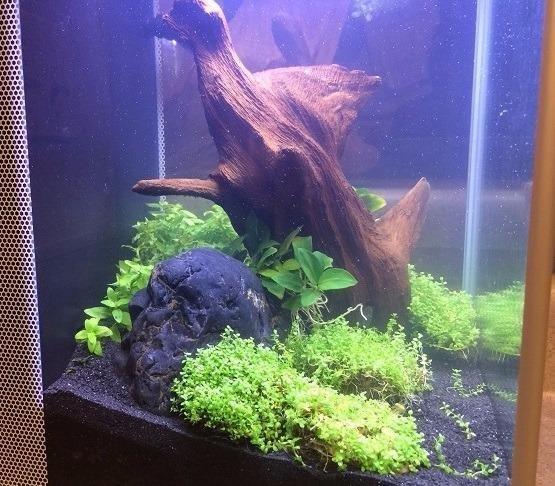 Fluval SPEC Aquarium Kit, 5-Gallon customer photo 1
