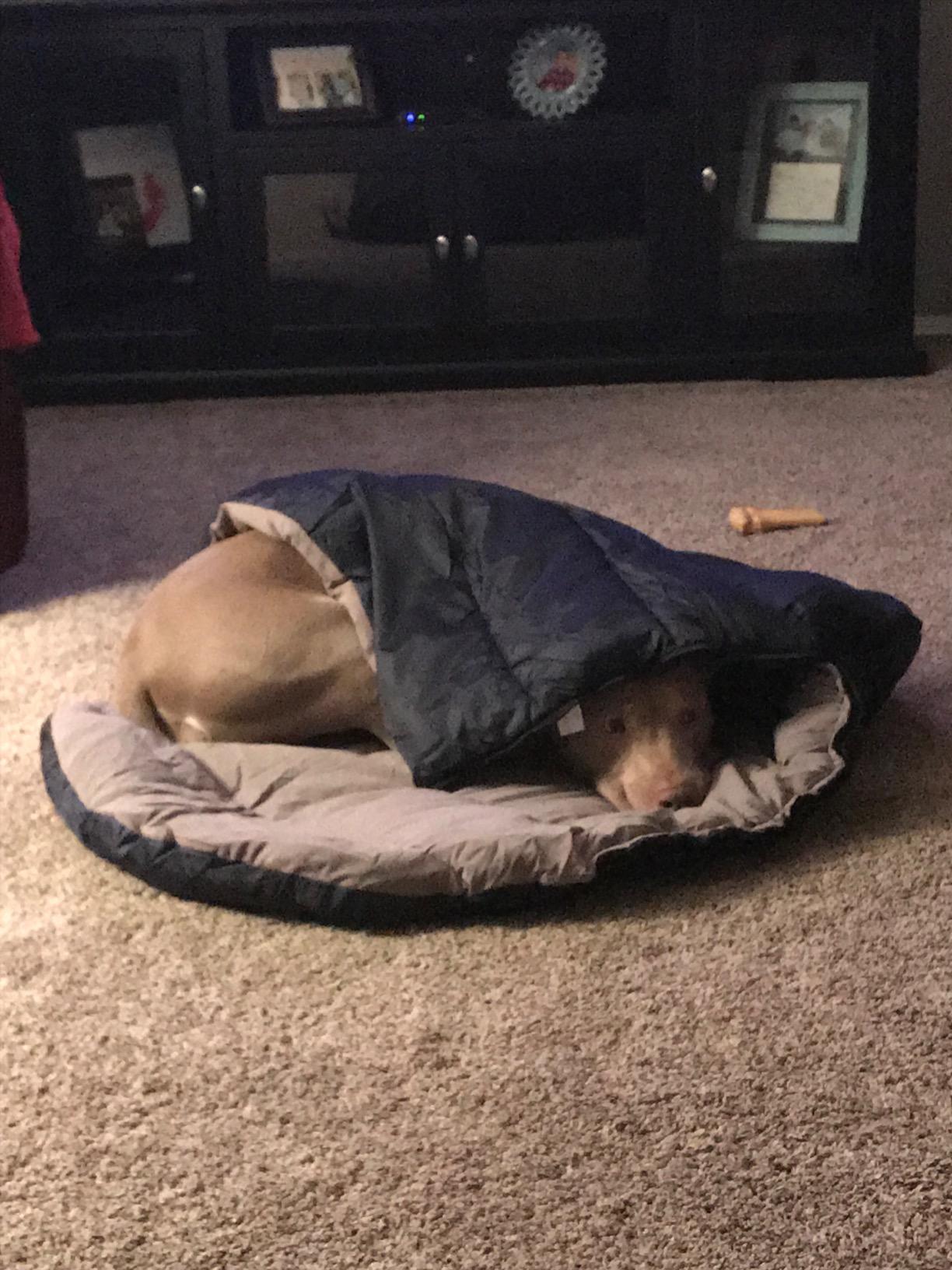 Pet Sleeping Bag - Large customer photo 2