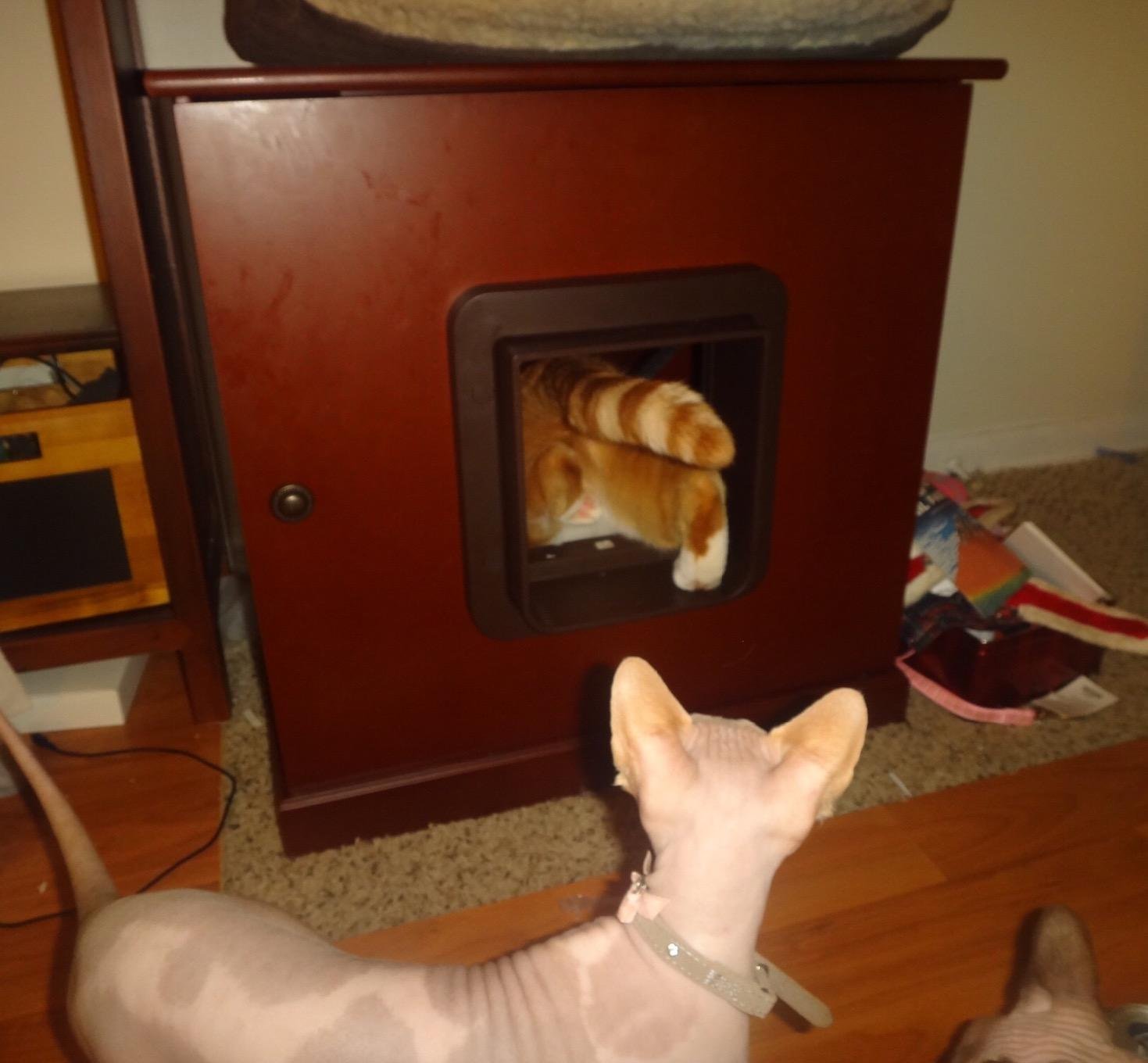 SureFlap Microchip Pet Door (Brown) customer photo 1