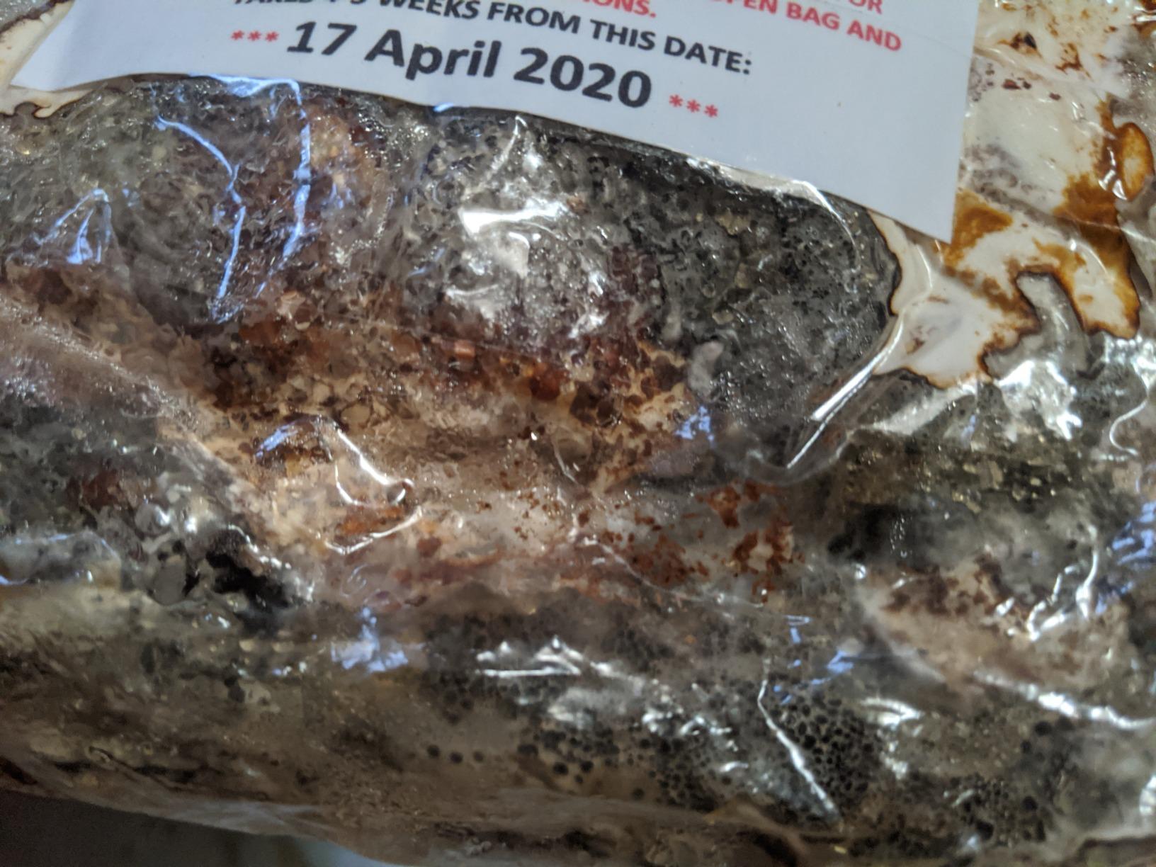 Mushroom Man LLC Reishi Mushroom Indoor Growing Kit customer photo 1