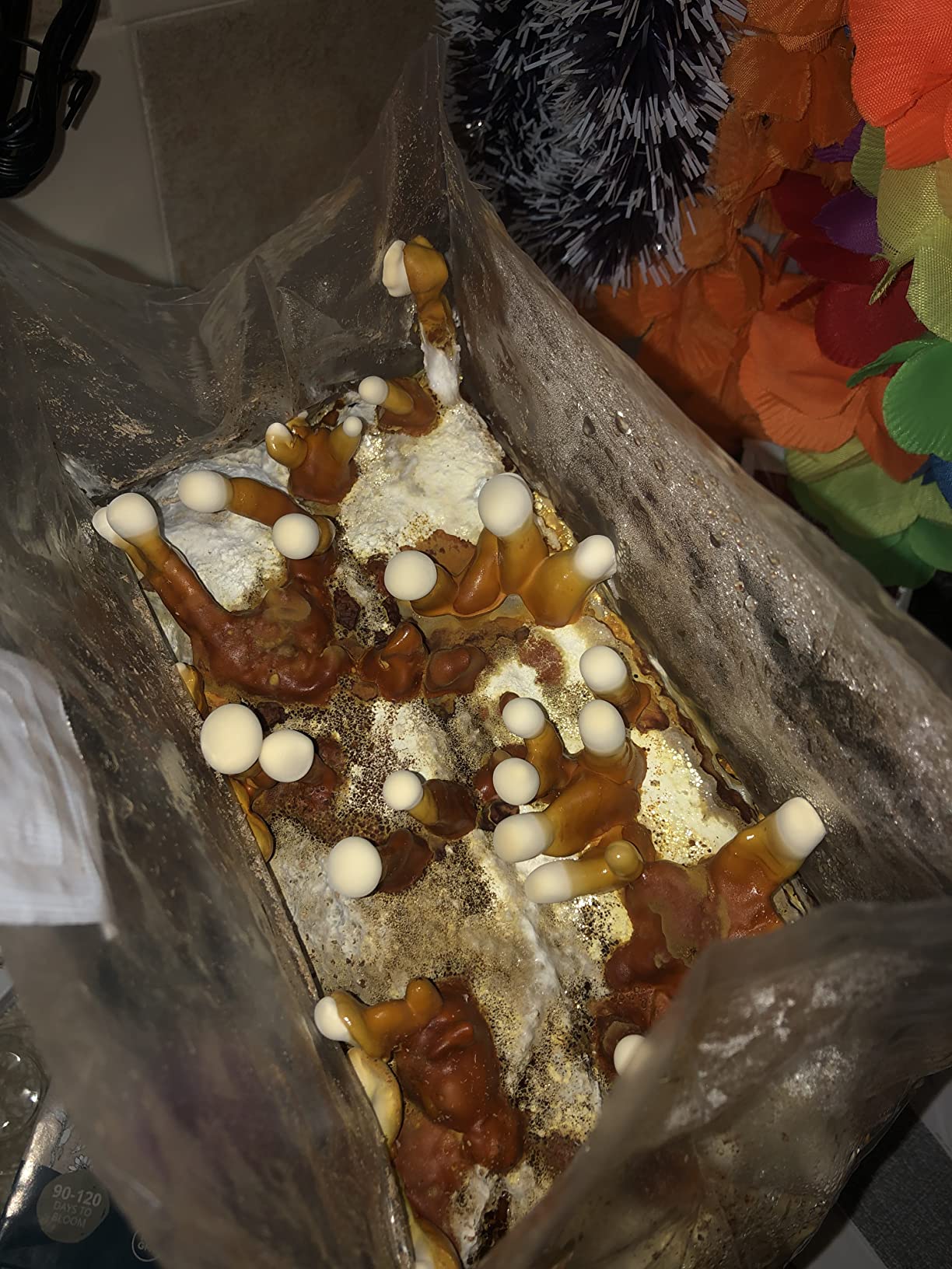 Mushroom Man LLC Reishi Mushroom Indoor Growing Kit customer photo 2