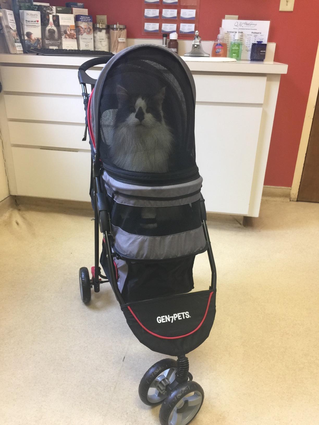 Gen7Pets Regal Plus Dog Stroller - Raspberry Sorbet Pet Stroller, Pink, 1 Count customer photo 2