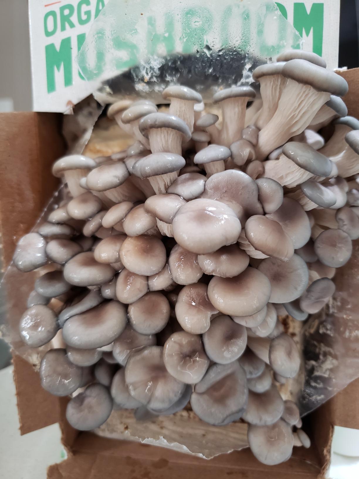 Back to the Roots Organic Oyster Mushroom Grow Kit, Harvest Gourmet Mushrooms In 10 Days customer photo 1
