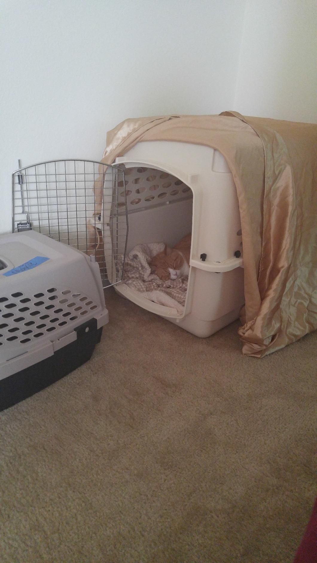 Petmate Vari Dog Kennel, Carrier for Large Dogs, 36in, Taupe and Black customer photo 2