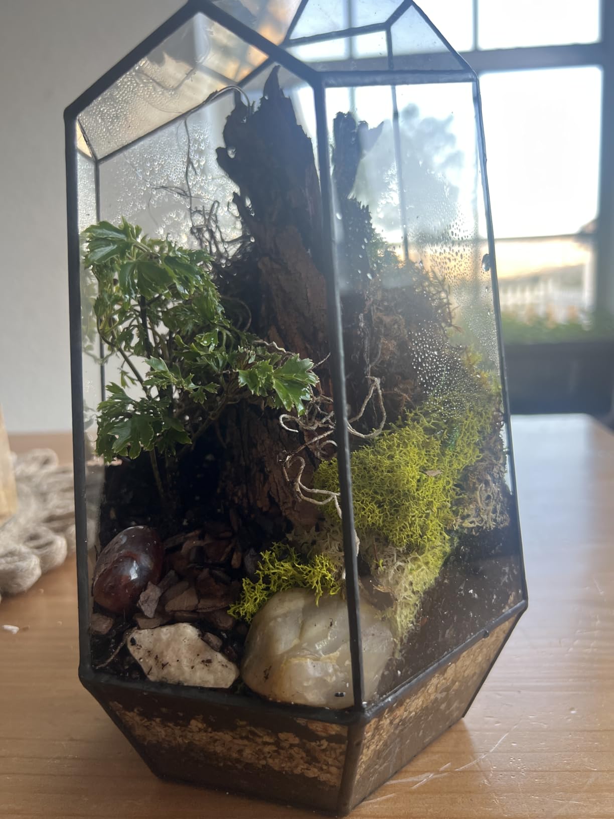 Terrarium/Fairy Garden Kit with 3 Plants - Create Your Own Living Terrarium customer photo 1