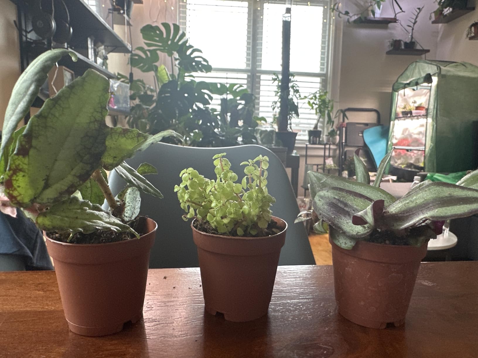 Terrarium/Fairy Garden Kit with 3 Plants - Create Your Own Living Terrarium customer photo 2