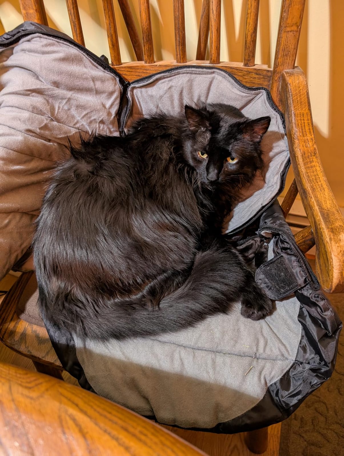 Alcott Adventure Sleeping Bag for Dogs, Large, Green/Grey customer photo 1