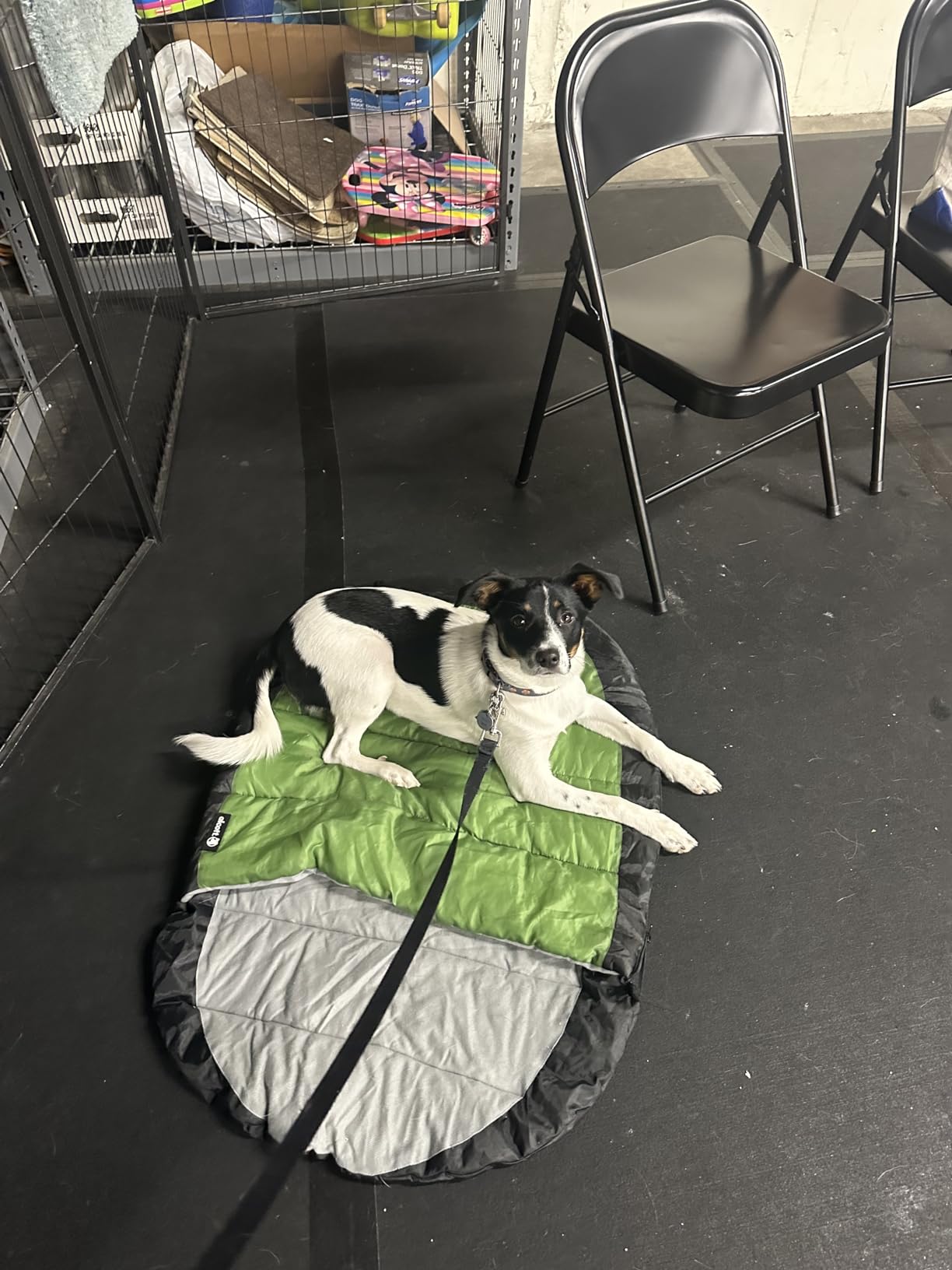 Alcott Adventure Sleeping Bag for Dogs, Large, Green/Grey customer photo 2