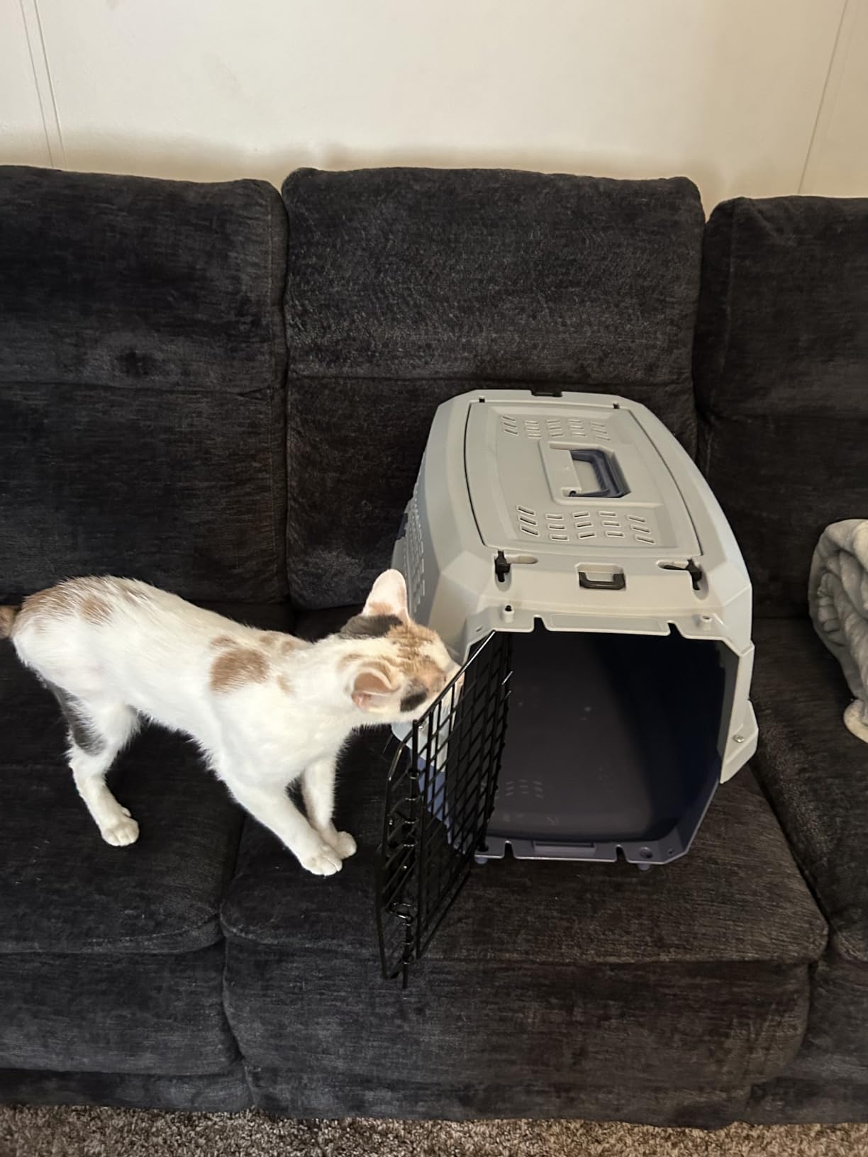 Amazon Basics Sturdy Portable 2-Door Top-Load Hard-Sided Pet Travel Carrier with Secure Ventilation, Handle, Front & Top Entry for Dogs, Cats, 22.8