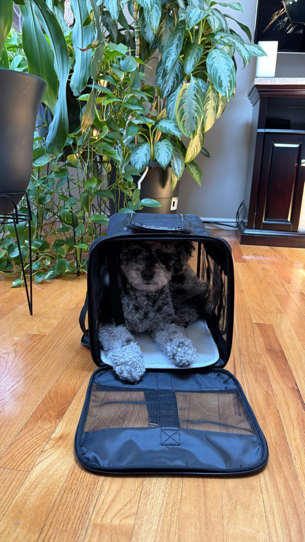 Amazon Basics Airline Approved Soft-Sided Mesh Pet Travel Carrier with Shoulder Strap, Removable Washable Fleece Pad, Top Opening, Ventilation for Dog, Cat, up to 22 pounds, 19.7Lx12Wx12H in., Black customer photo 2
