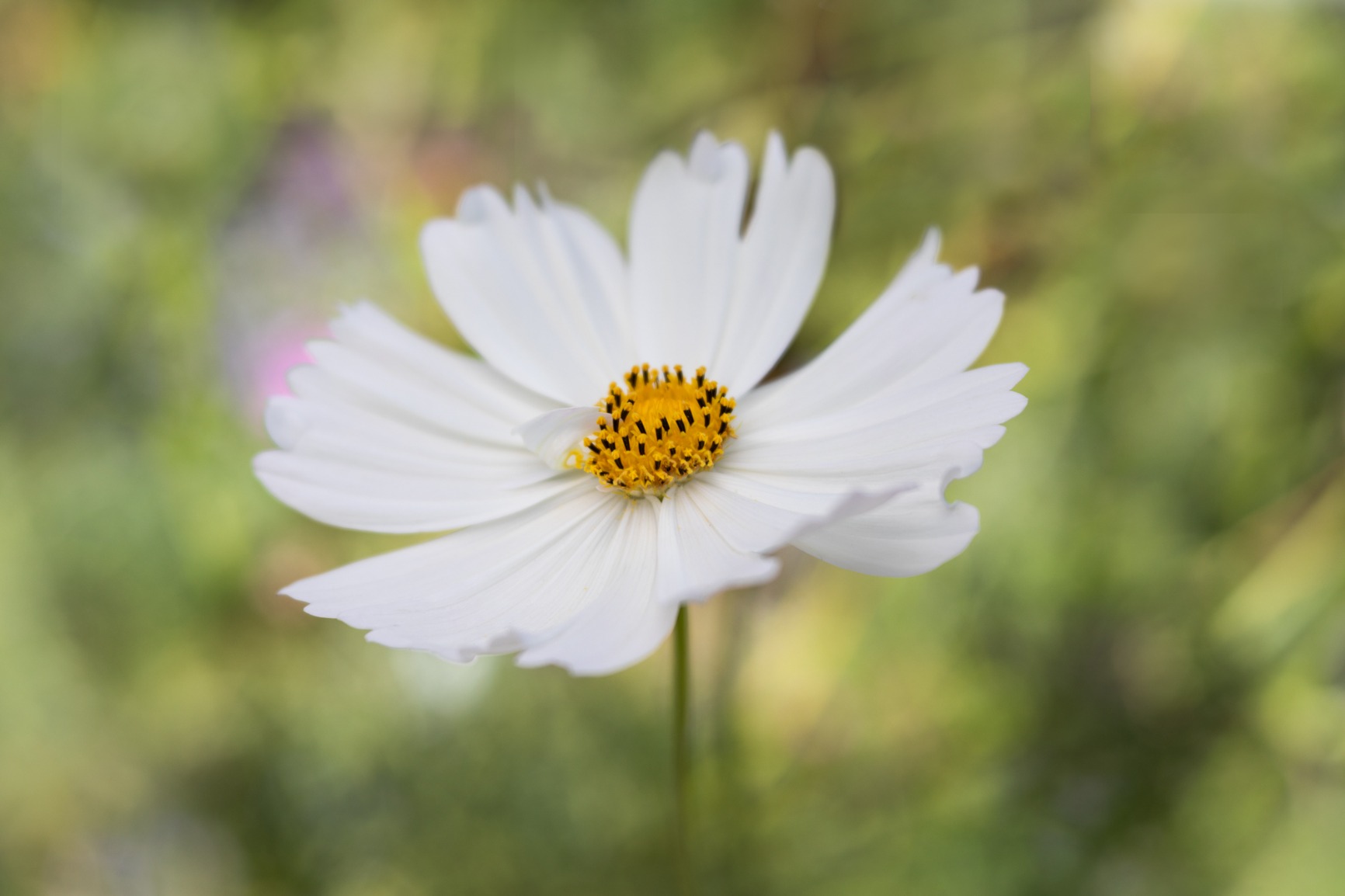Lensbaby - Velvet 56 - for Canon EF - Soft and Velvety Effect - Perfect for Macro and Portraits - Glow Effect customer photo 1