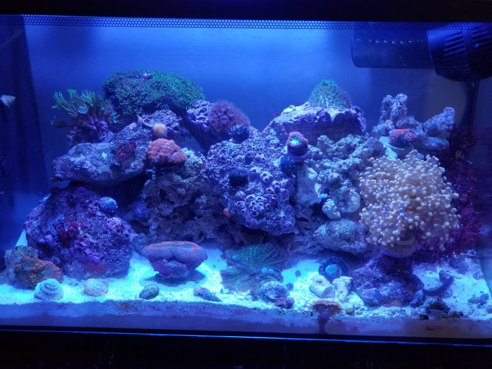 Fluval Evo XII Saltwater Aquarium Kit, 13.5 Gal. customer photo 1
