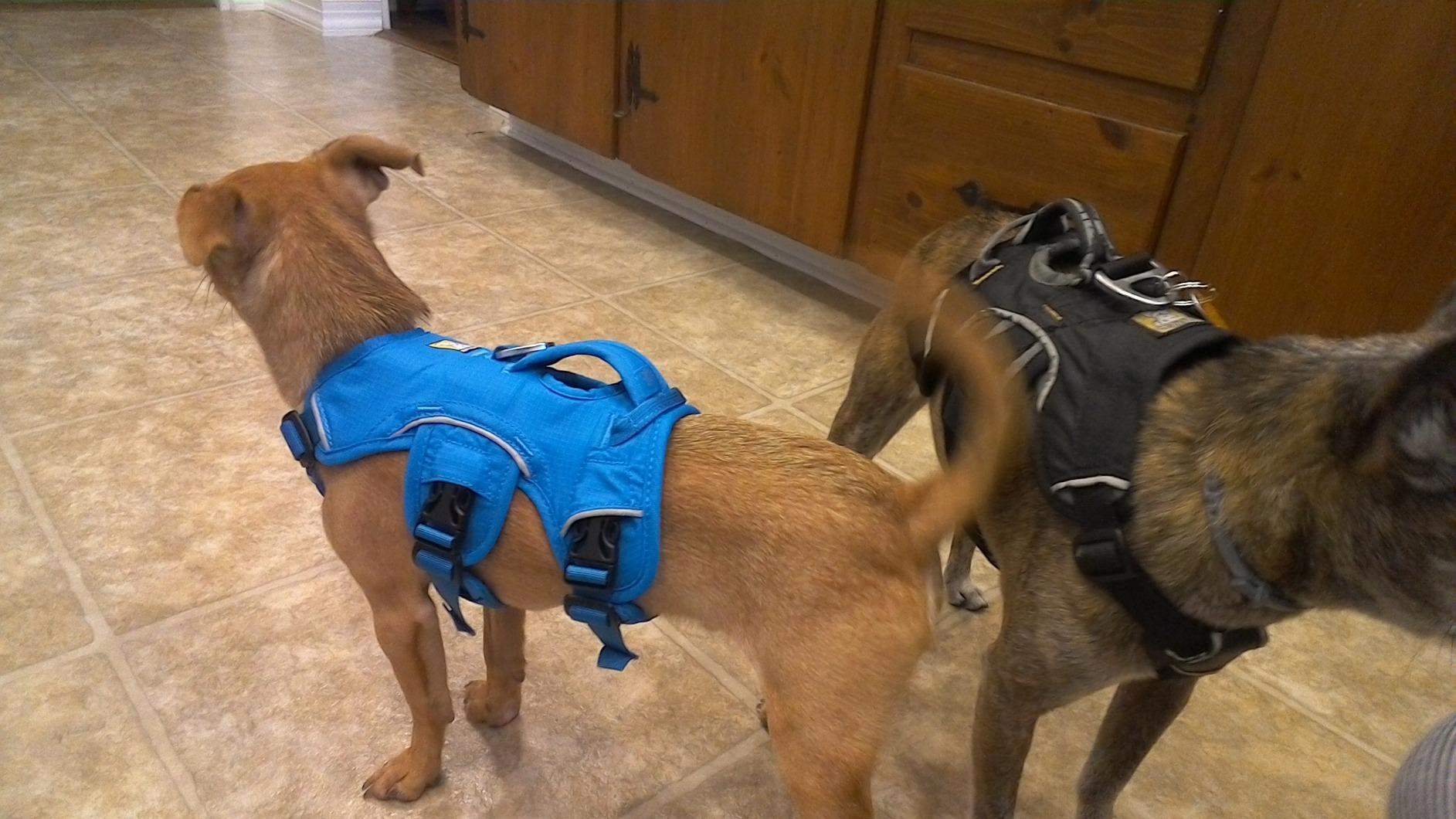 Ruffwear, Web Master, Multi-Use Support Dog Harness, Hiking and Trail Running, Service and Working, Everyday Wear, Twilight Gray, Small customer photo 2