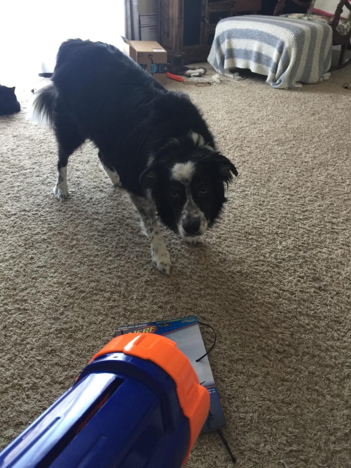 Nerf Dog Tennis Ball Blaster Dog Toy Blue/Orange, 16 Inch Compact Blaster with 1 Ball customer photo 2