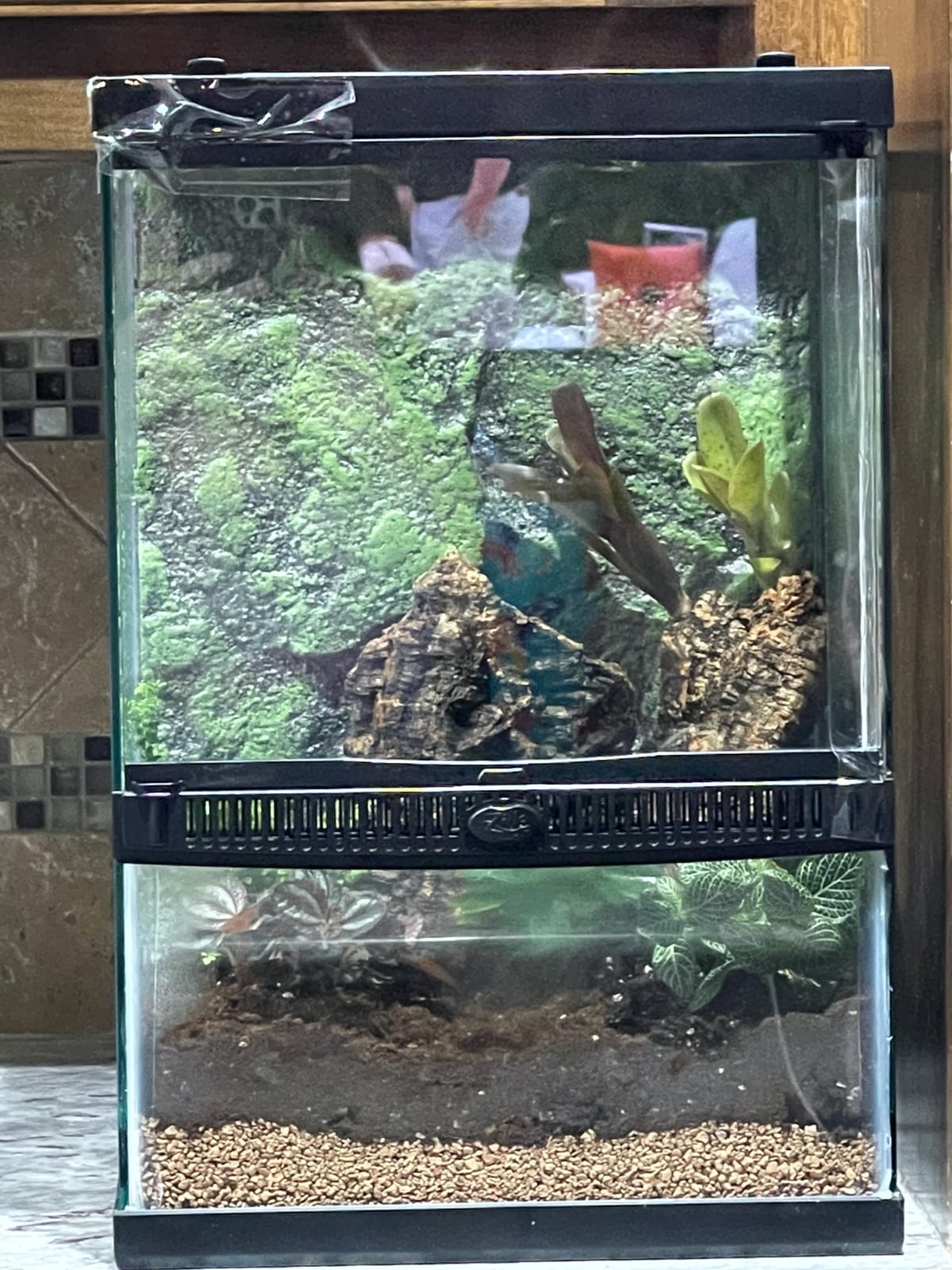 Zilla 11 Gallon Glass Tropical Vertical Terrarium Kit customer photo 1