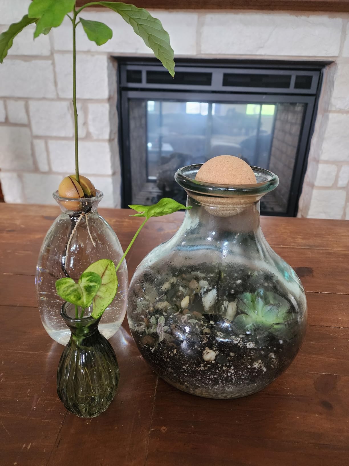 Succulent Planter Kit - Terrarium Kit with Succulent Soil, Gravel, Pebble, Moss, customer photo 1