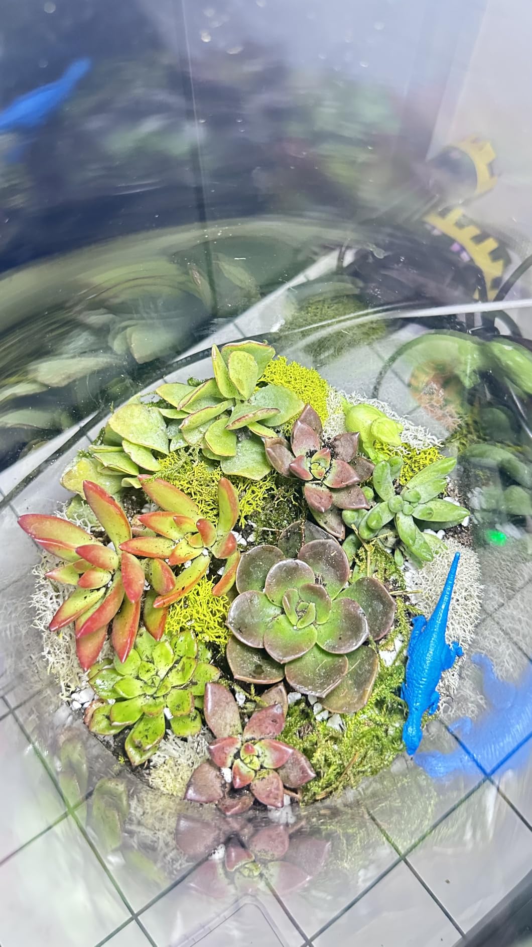 Cute Farms Terrarium Starter Kit | Moss, Vermiculite, Soil, Pebbles, Plant Food, Finishing Tools, Build and Care Guide | DIY Succulent Terrarium for Adults and Kids (Large) customer photo 1