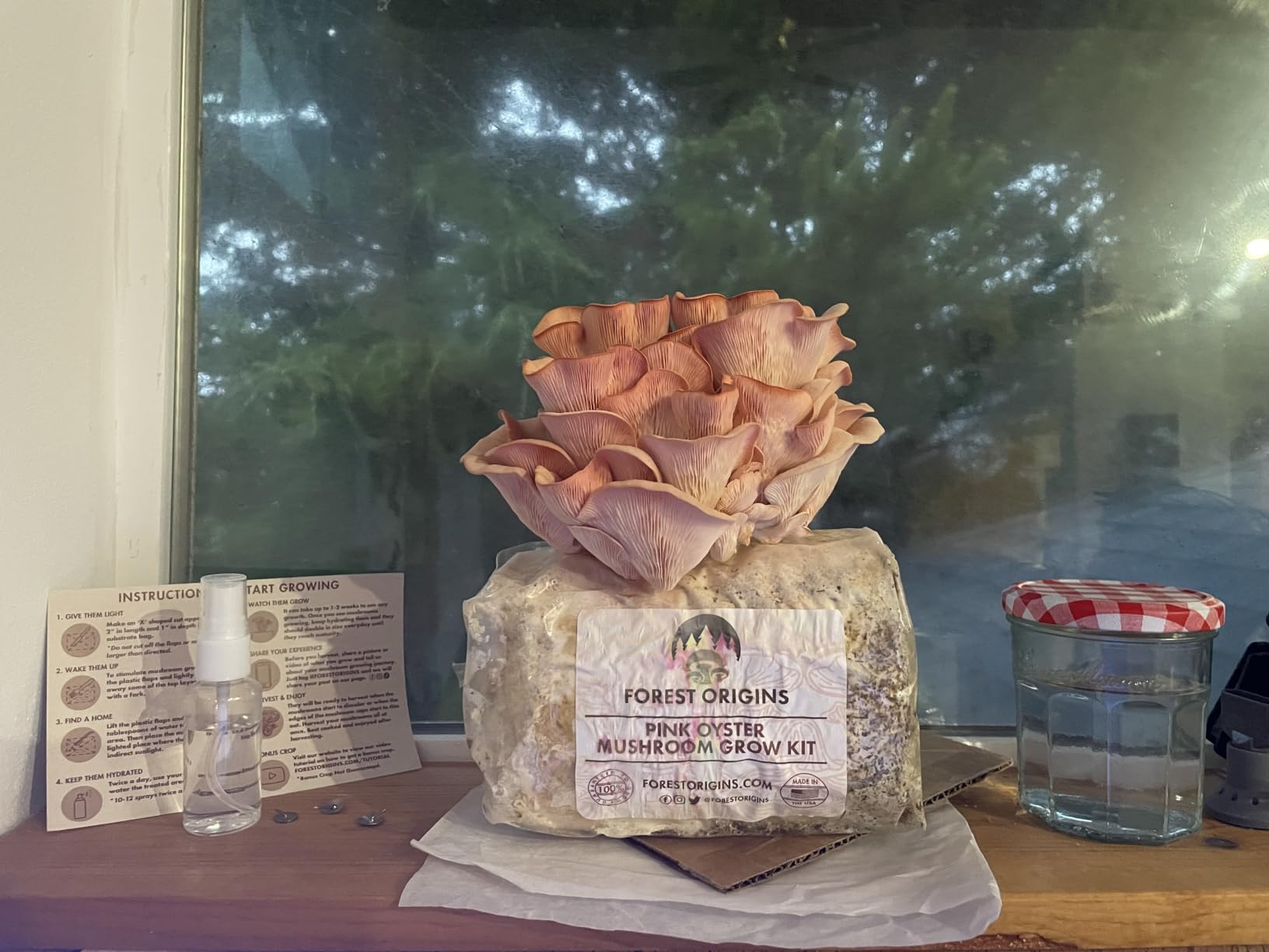 Forest Origins Pink Oyster Mushroom Grow Kit, Ready to Grow Indoors customer photo 1