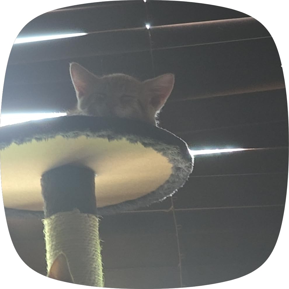 Yaheetech 54in Cat Tree Tower, 2 Caves, Kitten-Ear Perch & Scratching Posts customer photo 2