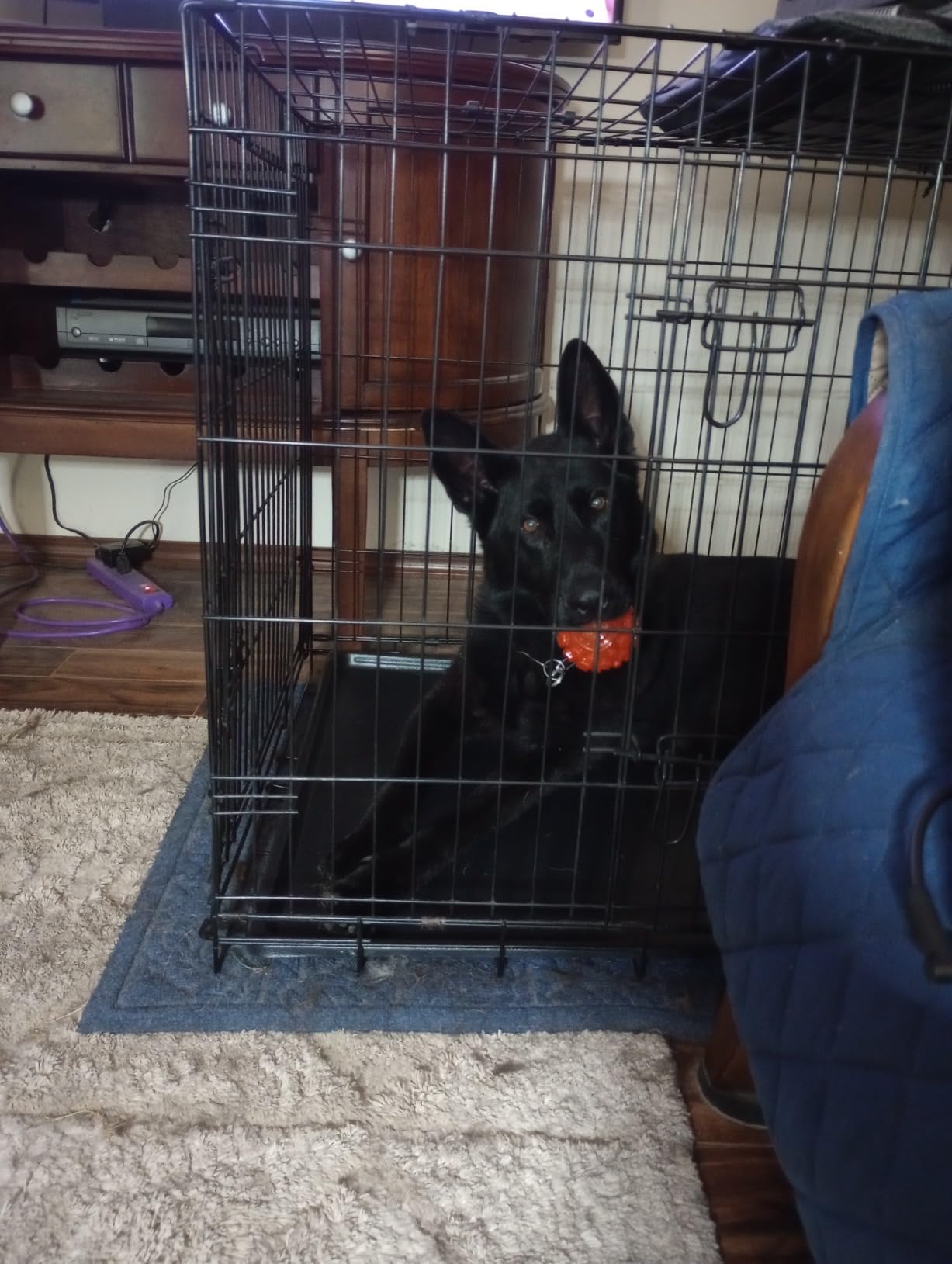 MidWest Homes for Pets Double Door iCrate Starter Kit, 42-inch Dog Crate Bundle for Large Dogs, Includes Cage, Pet Bed, 2 Bowls and Privacy Cover customer photo 1