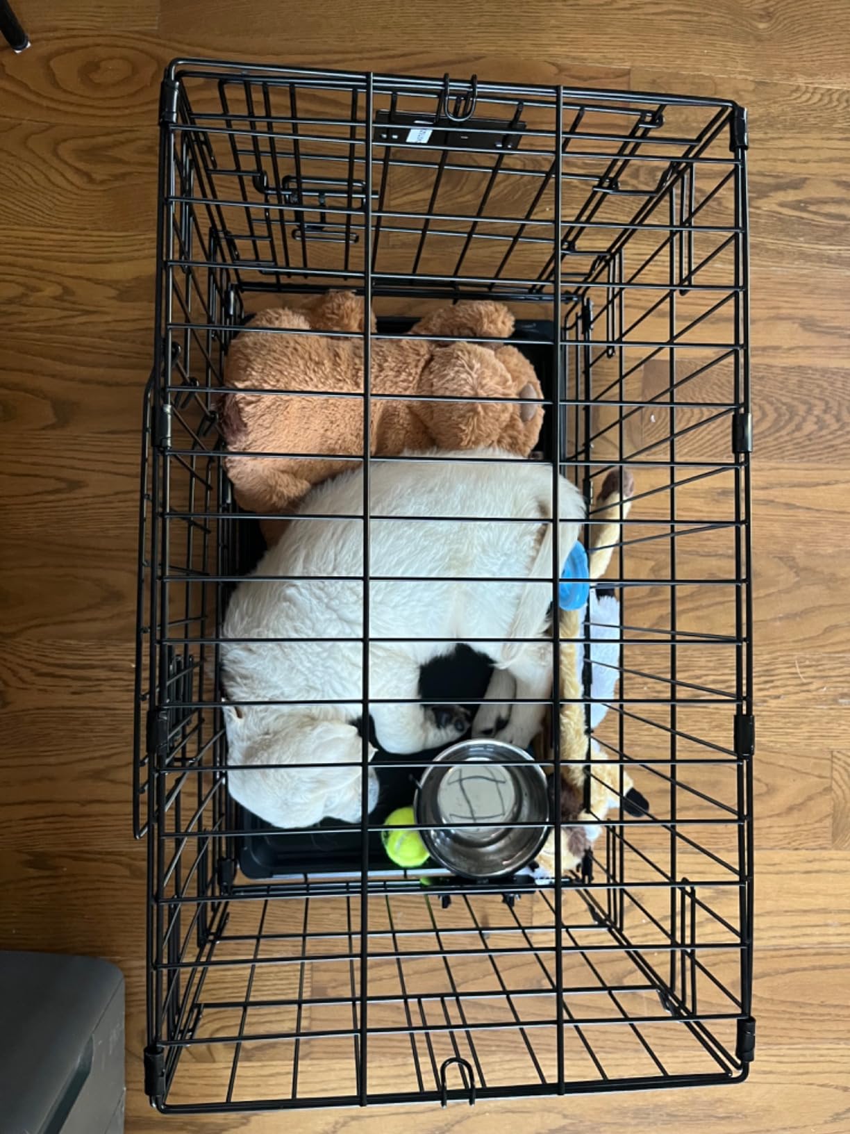 MidWest Homes for Pets Double Door iCrate Starter Kit, 42-inch Dog Crate Bundle for Large Dogs, Includes Cage, Pet Bed, 2 Bowls and Privacy Cover customer photo 2