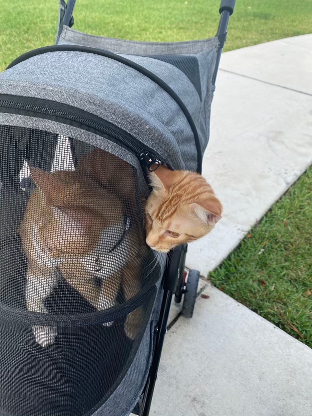 Pet Gear No-Zip Happy Trails Lite Pet Stroller, Dark Platinum customer photo 2