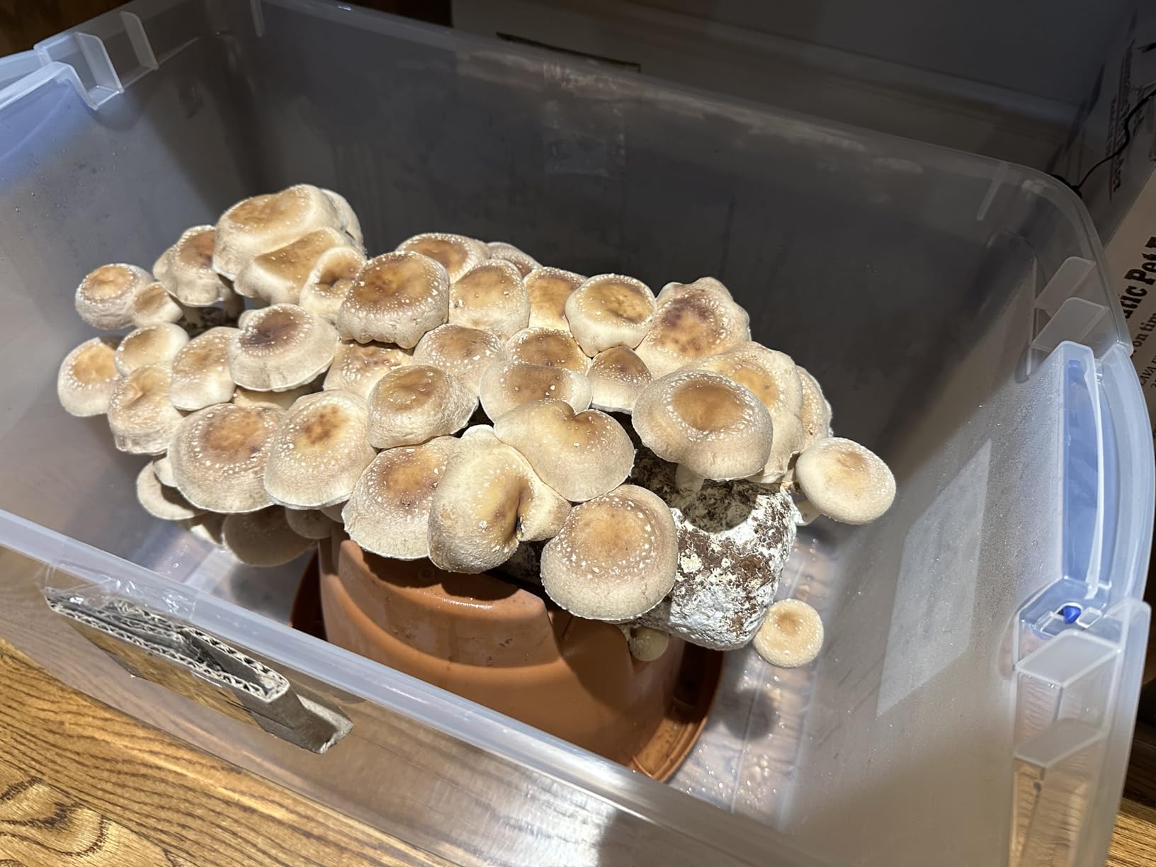 Root Mushroom Farm-Shiitake Mushroom Grow Kit-Starting Right Away Once Received customer photo 1