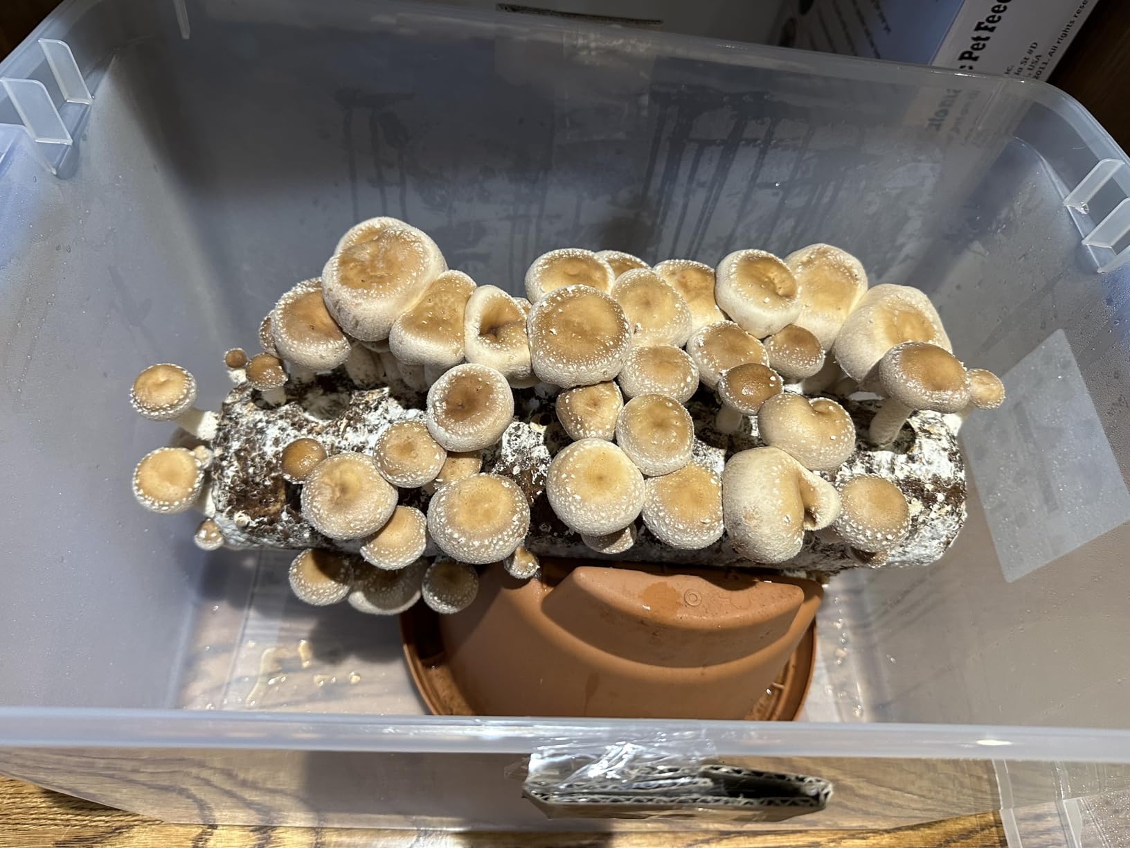 Root Mushroom Farm-Shiitake Mushroom Grow Kit-Starting Right Away Once Received customer photo 2
