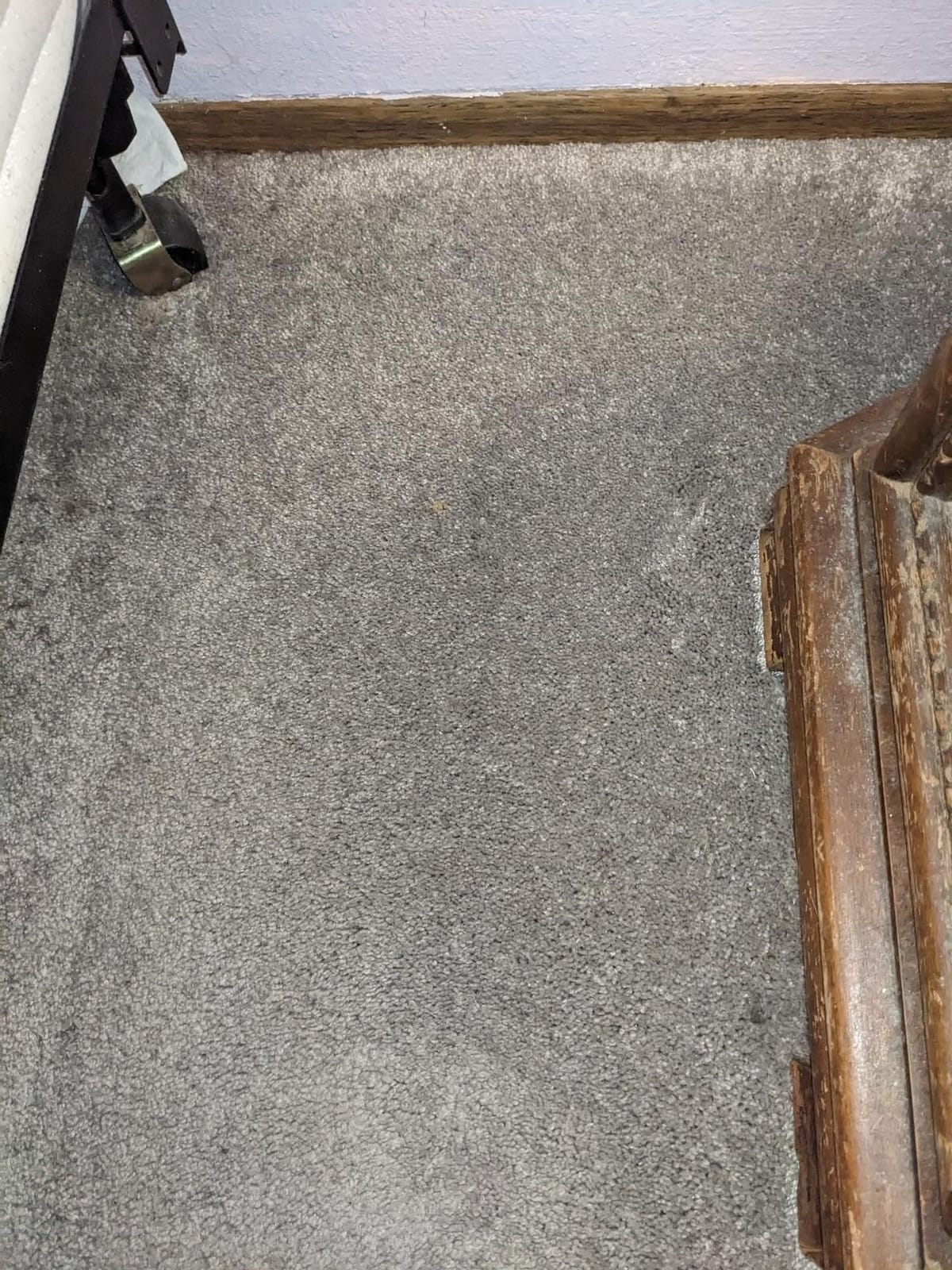 Miele Classic C1 Pure Suction Vacuum for Hard Floors & Low-Pile Carpet customer photo 1